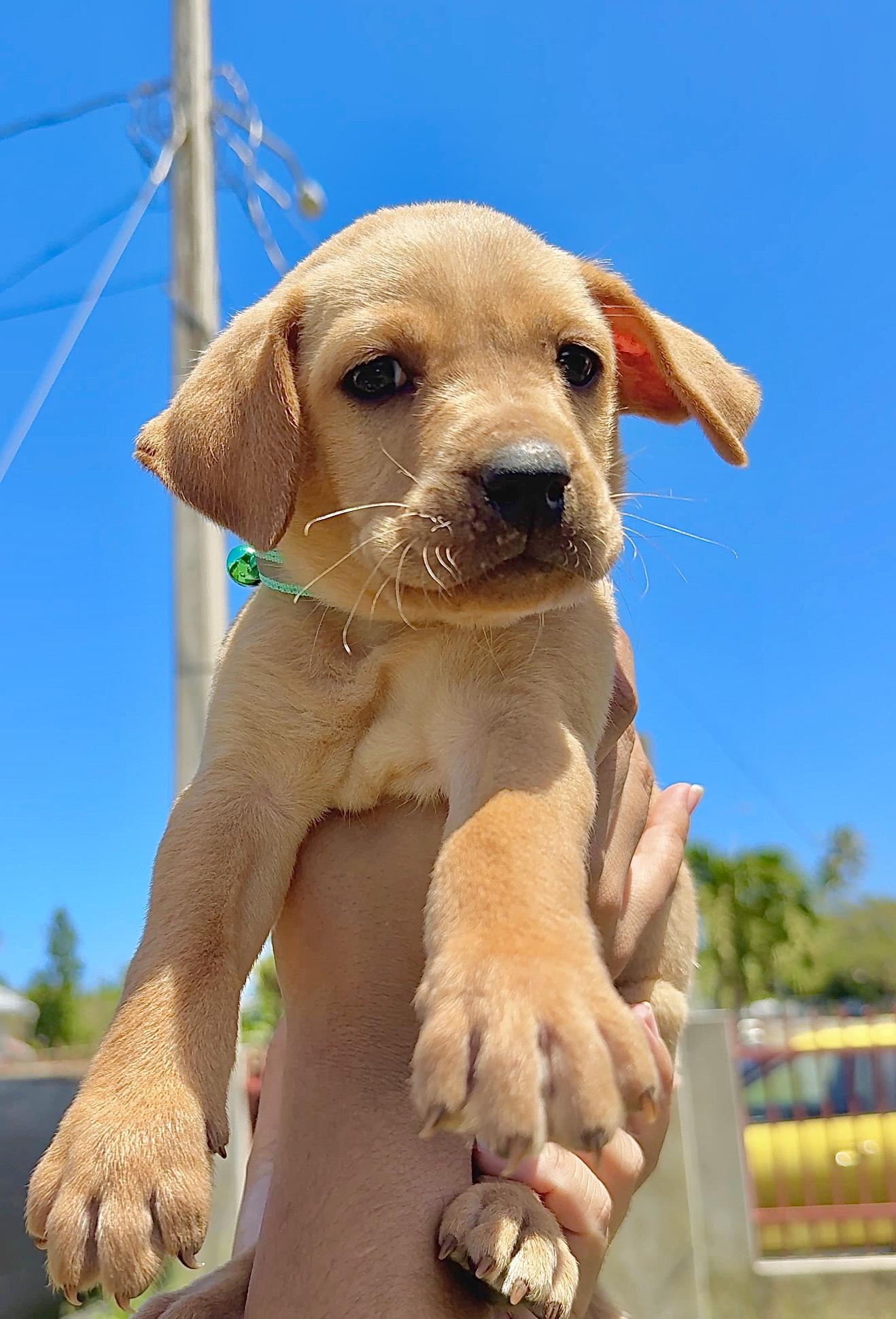 Enlarge Truffle - Green Eyed, Happy, boy puppy - *Low Adoption Fee*, a Adoptable mixed breed in Brooklyn , NY image 3/6