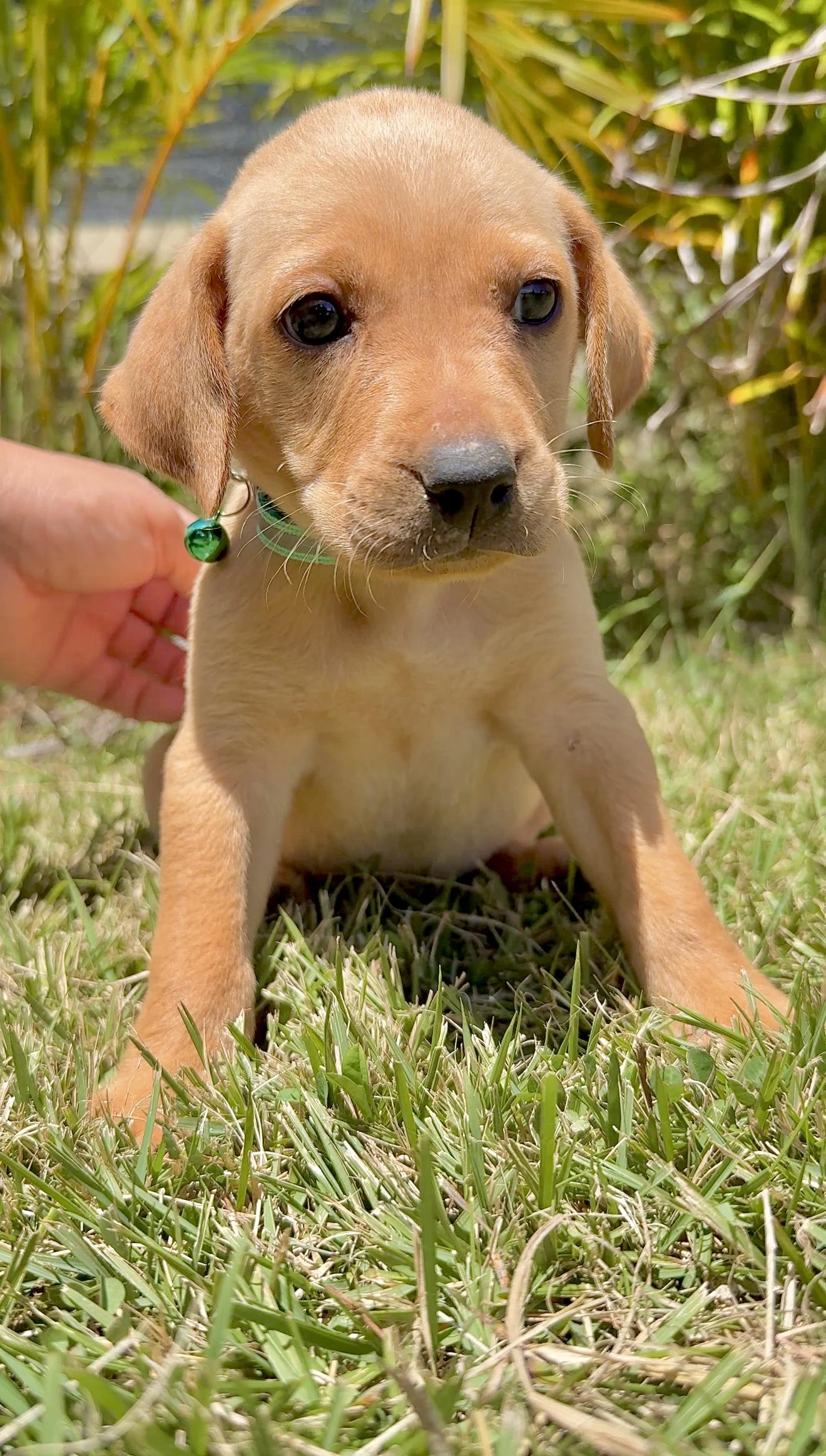 Enlarge Truffle - Green Eyed, Happy, boy puppy - *Low Adoption Fee*, a Adoptable mixed breed in Brooklyn , NY image 5/6