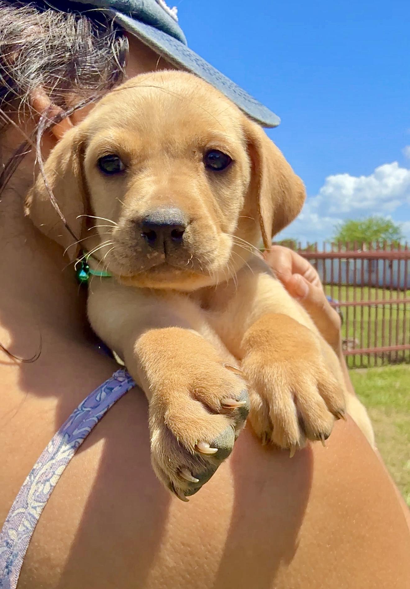 Enlarge Truffle - Green Eyed, Happy, boy puppy - *Low Adoption Fee*, a Adoptable mixed breed in Brooklyn , NY image 1/6