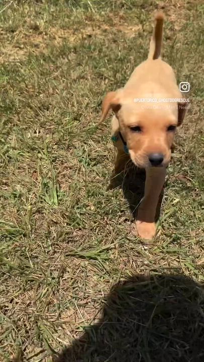 Enlarge Truffle - Green Eyed, Happy, boy puppy - *Low Adoption Fee*, a Adoptable mixed breed in Brooklyn , NY video 2/6