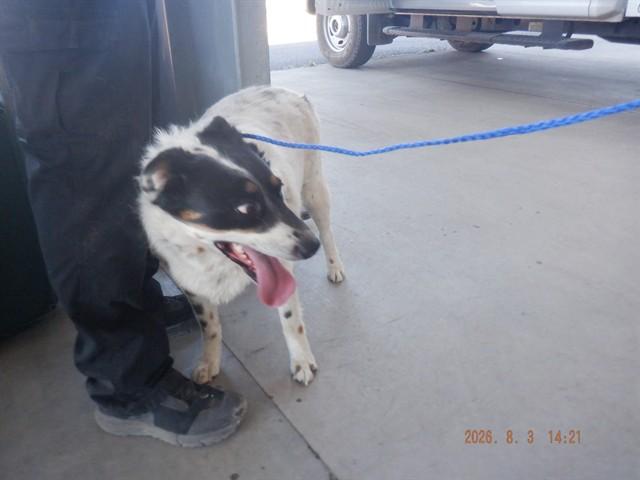 BUDDY, Adoptable, Adult Male Australian Cattle Dog / Blue Heeler & Mixed Breed.