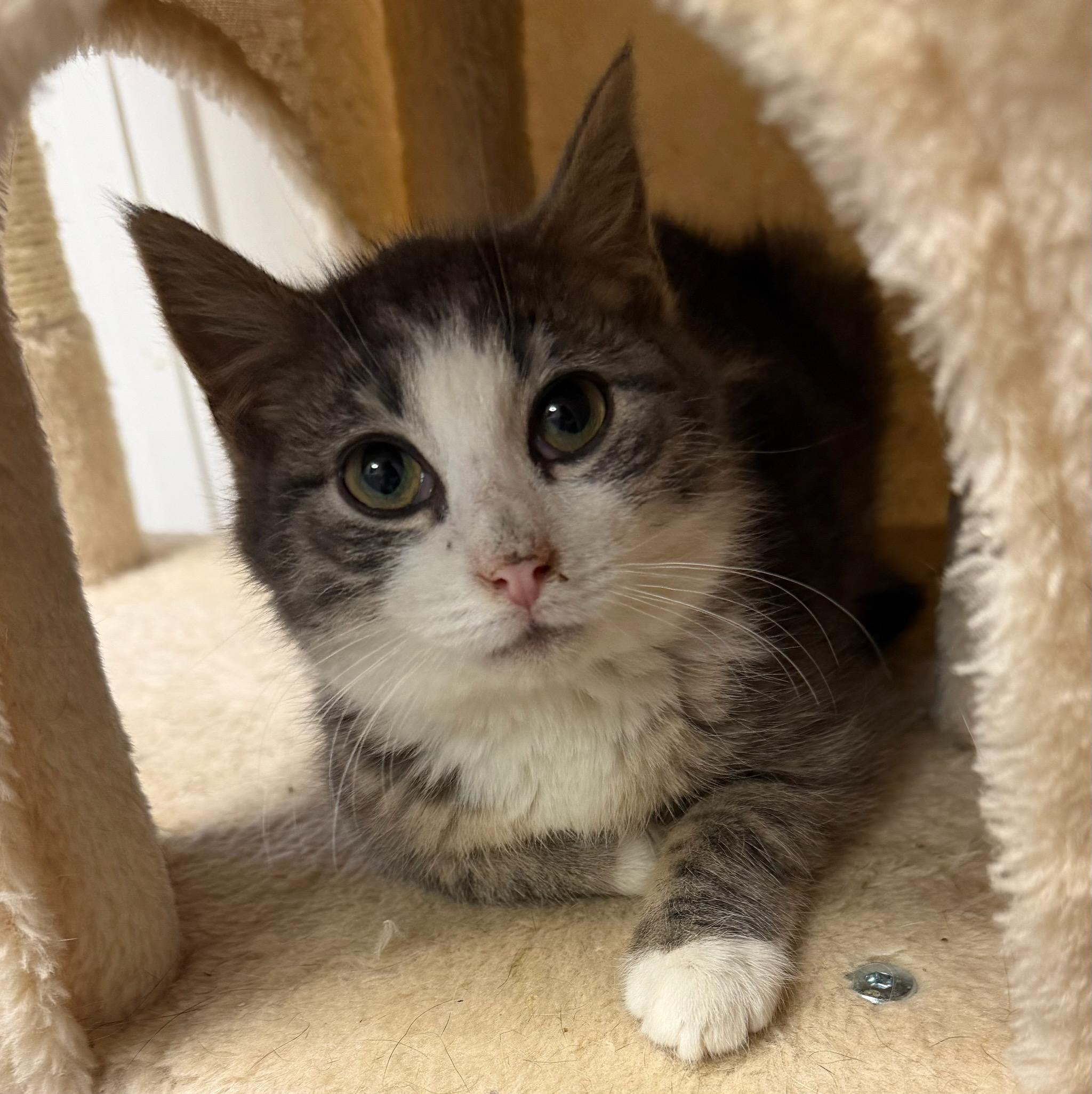 Enlarge BillyJoe, a ADOPTABLE Domestic Short Hair in Honeoye, NY image 2/2