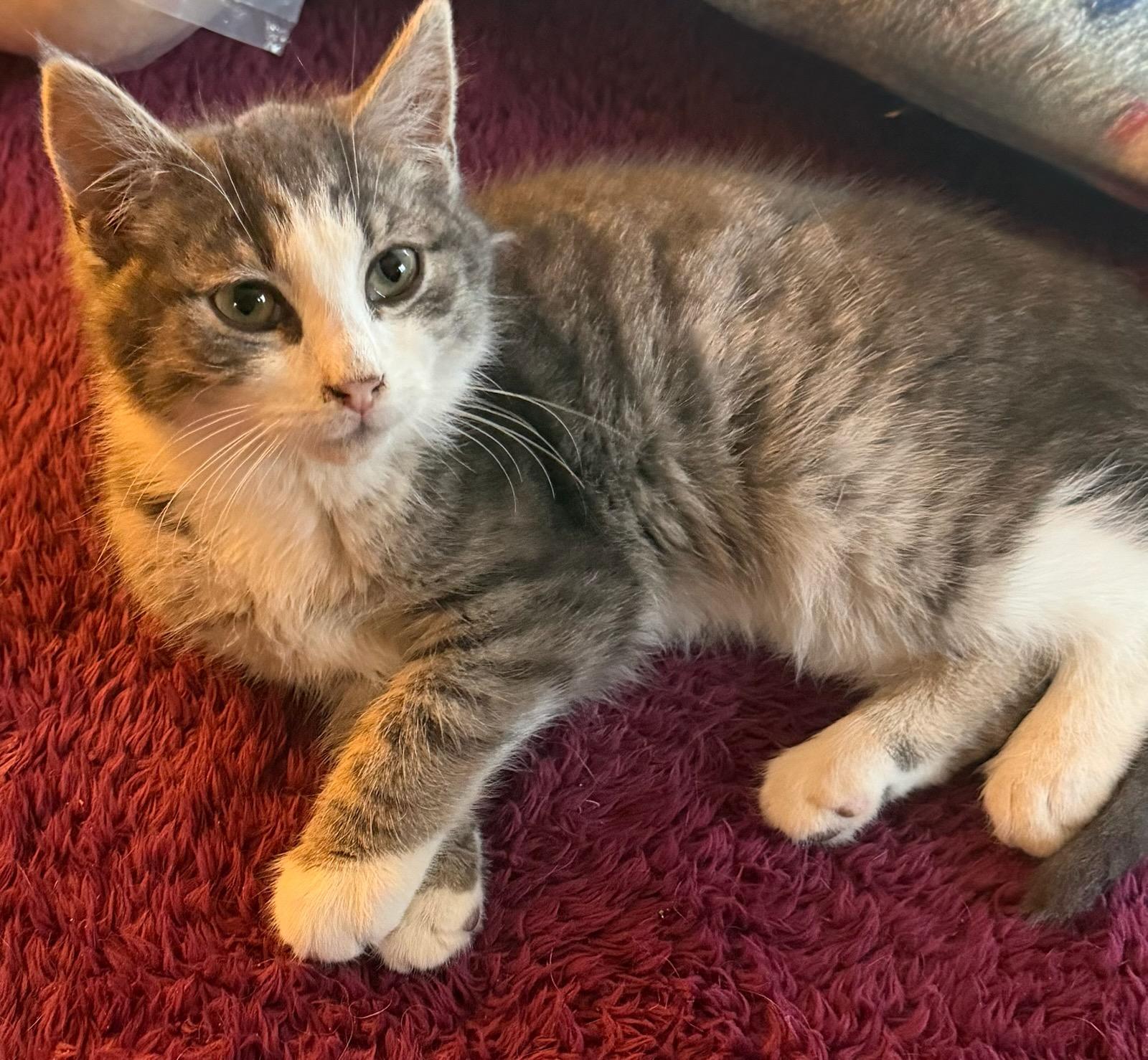 Enlarge BillyJoe, a ADOPTABLE Domestic Short Hair in Honeoye, NY image 1/2