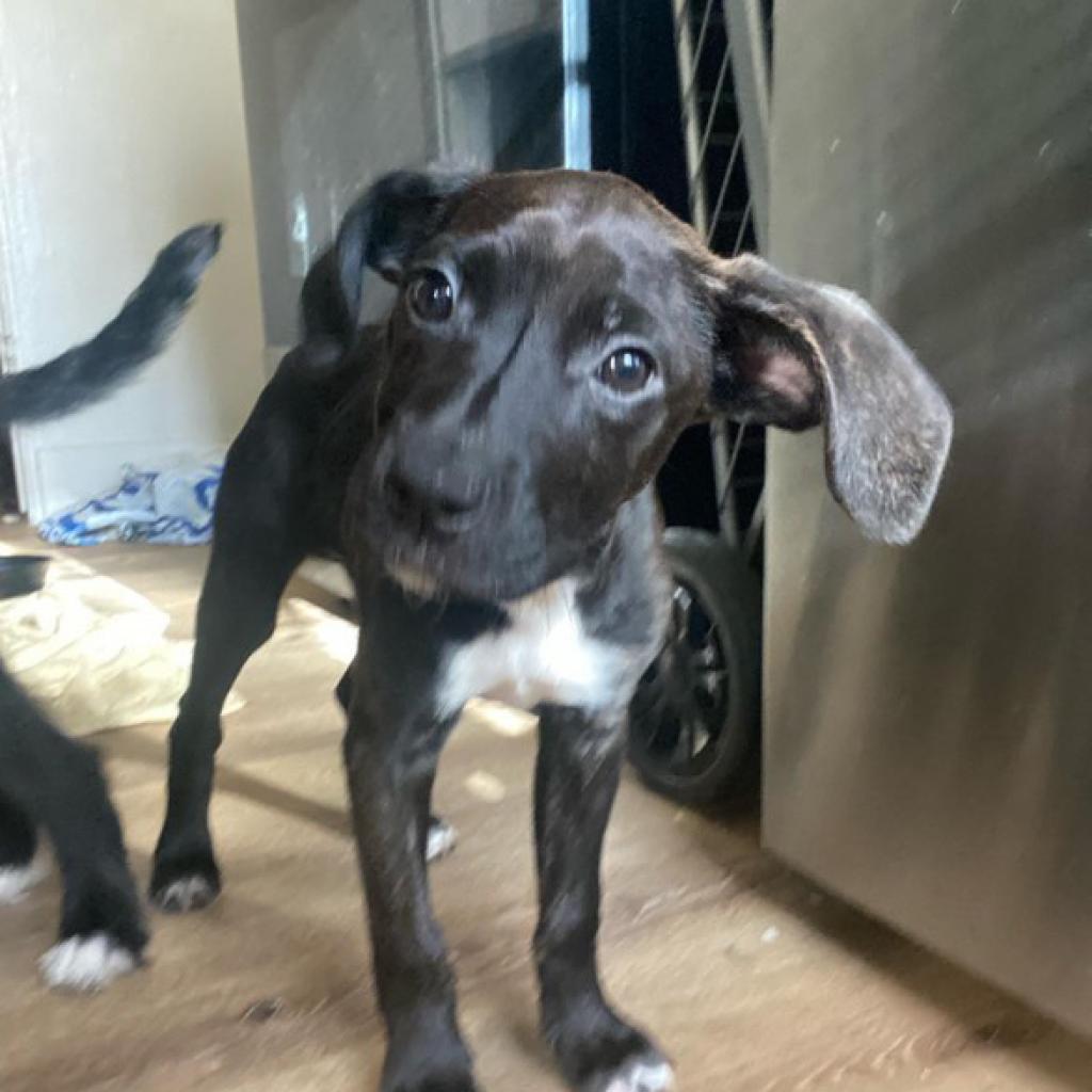 Kai, Adoptable, Adult Female Pit Bull Terrier & Labrador Retriever.