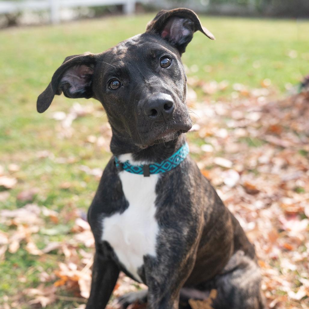 Enlarge Kai, a Adoptable mixed breed in Studio City, CA image 2/6