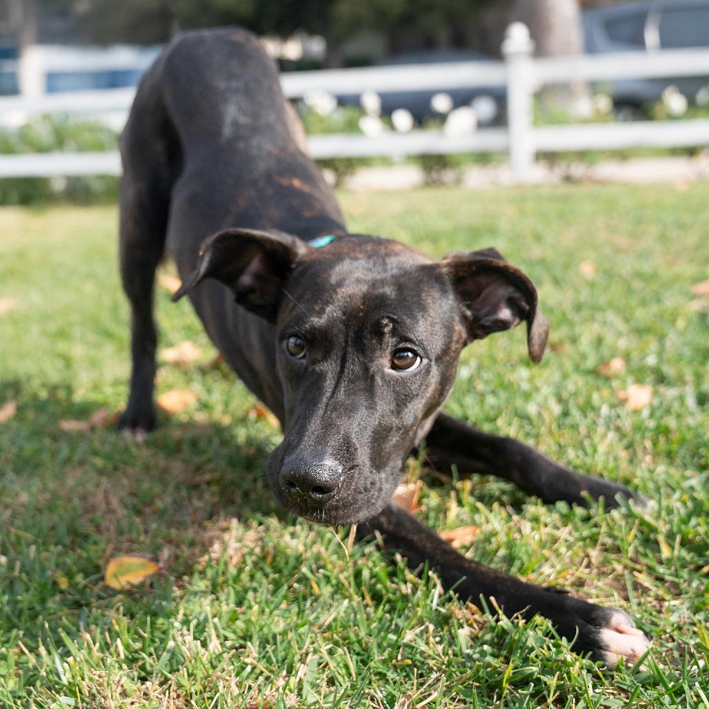 Enlarge Kai, a Adoptable mixed breed in Studio City, CA image 3/6