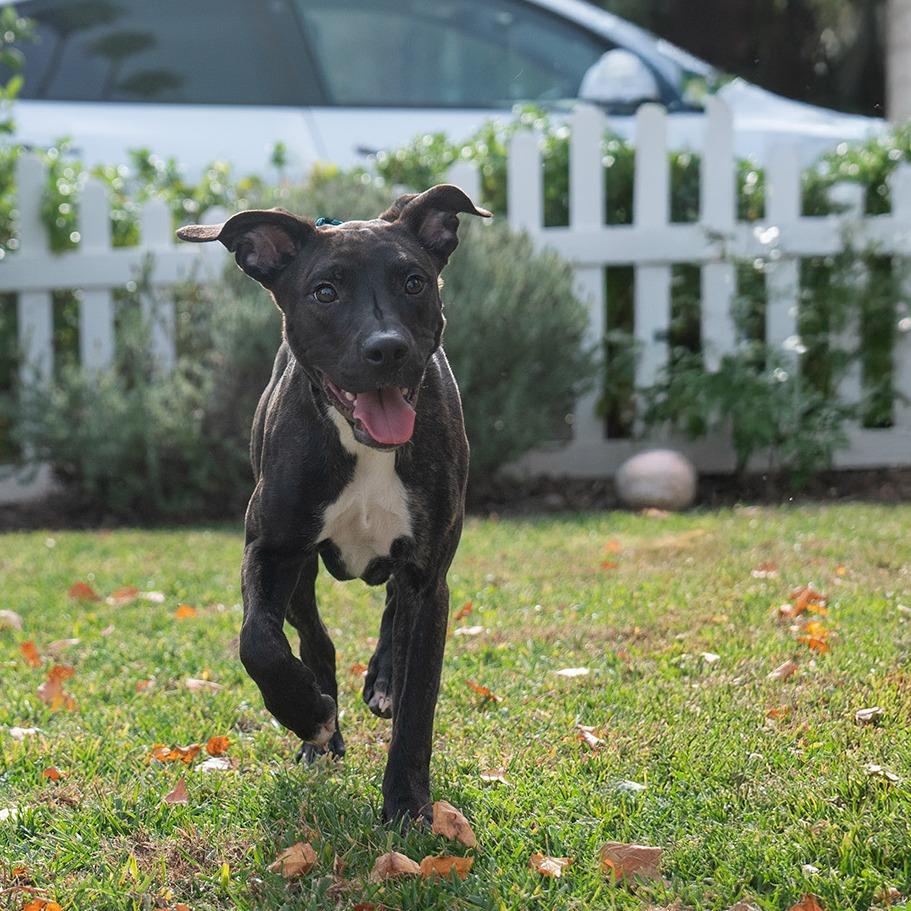 Enlarge Kai, a Adoptable mixed breed in Studio City, CA image 4/6