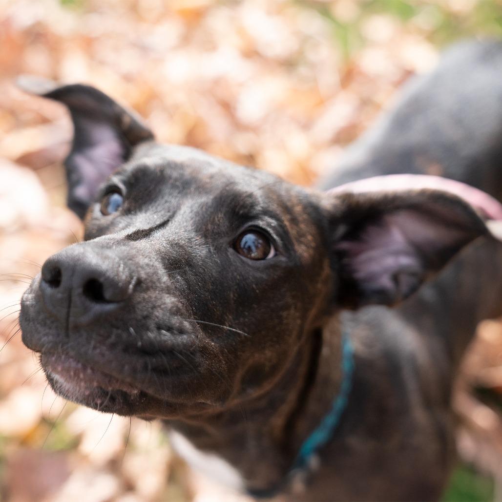 Enlarge Kai, a Adoptable mixed breed in Studio City, CA image 5/6