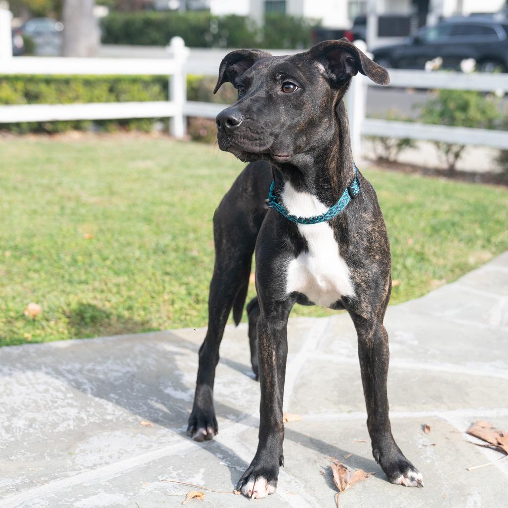 Enlarge Kai, a Adoptable mixed breed in Studio City, CA image 6/6