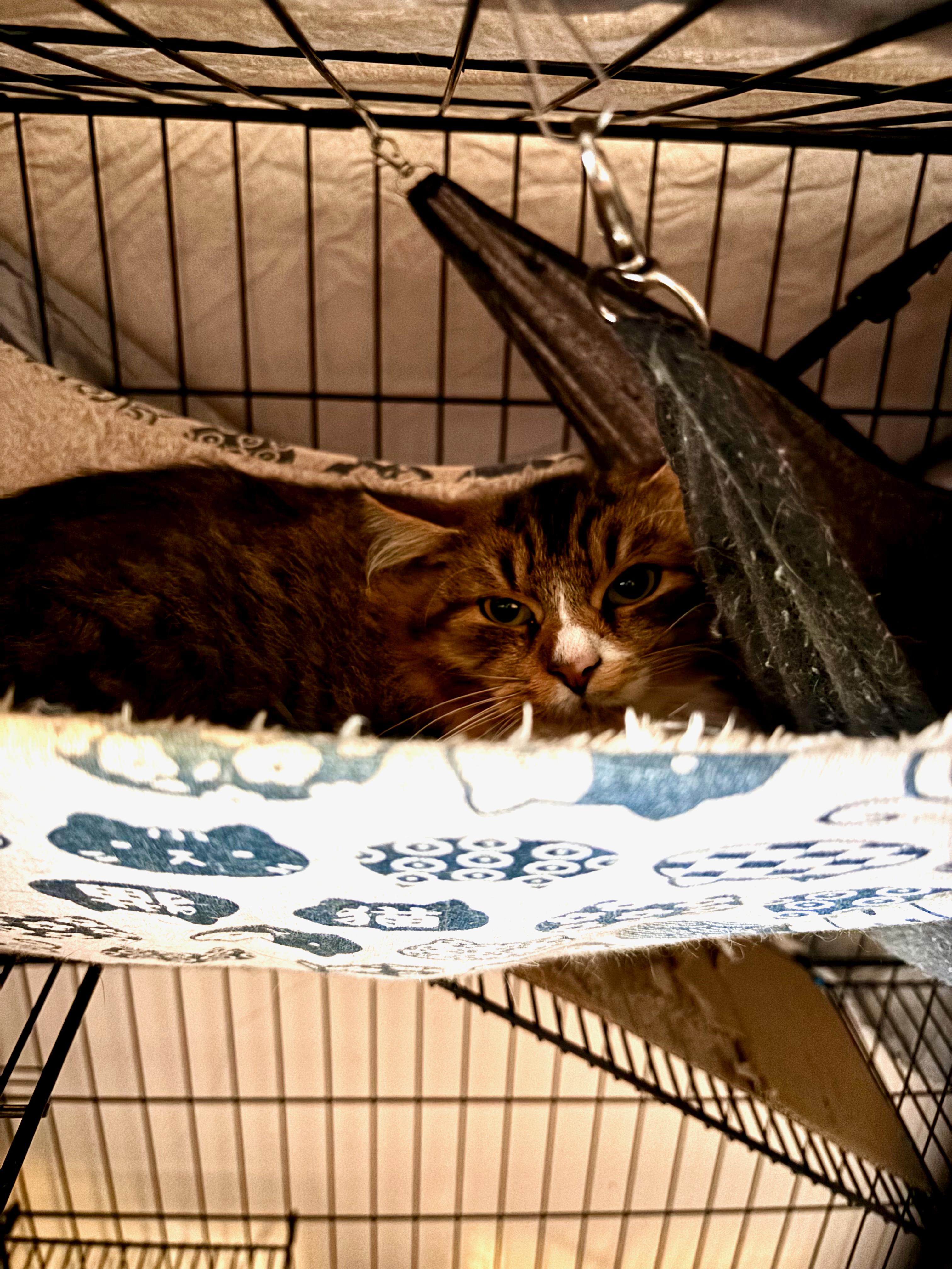 Enlarge Winston and Edmund, a ADOPTABLE mixed breed in Glenmont, NY image 4/4