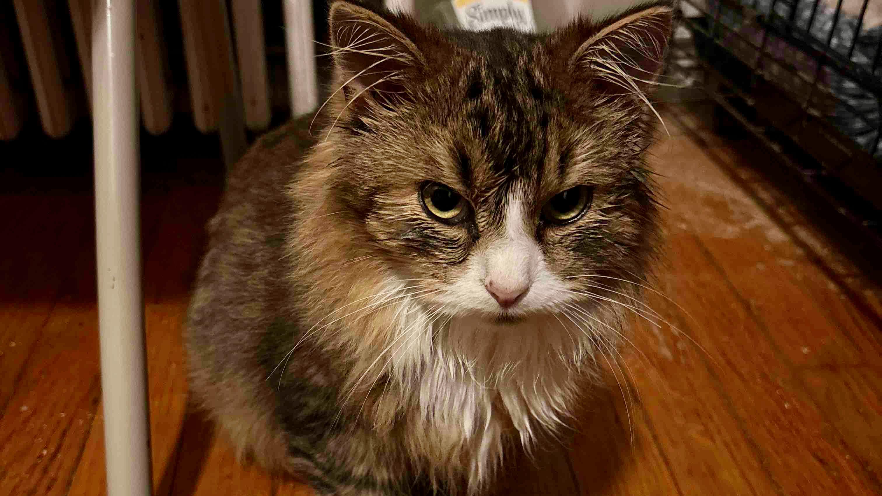 Winston and Edmund, ADOPTABLE, Kitten Female Domestic Long Hair.