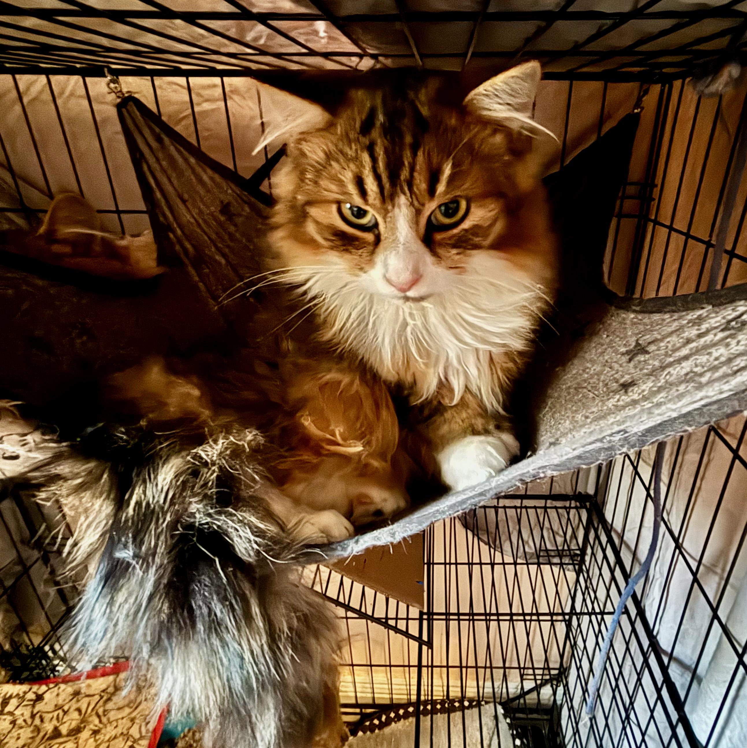 Enlarge Winston and Edmund, a ADOPTABLE mixed breed in Glenmont, NY image 3/4