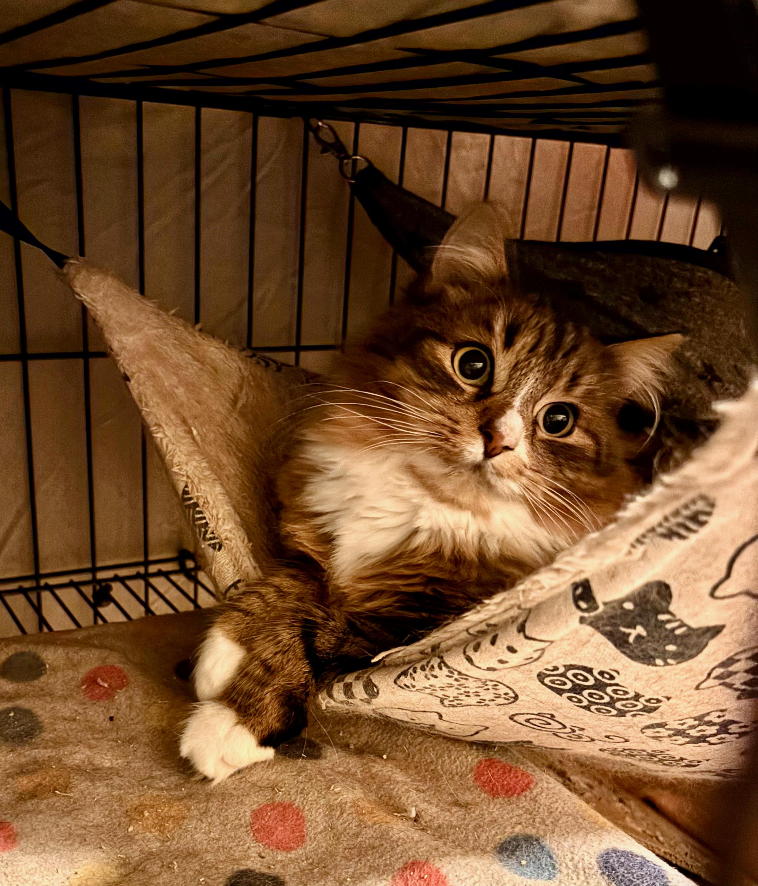 Enlarge Winston and Edmund, a ADOPTABLE mixed breed in Glenmont, NY image 2/4