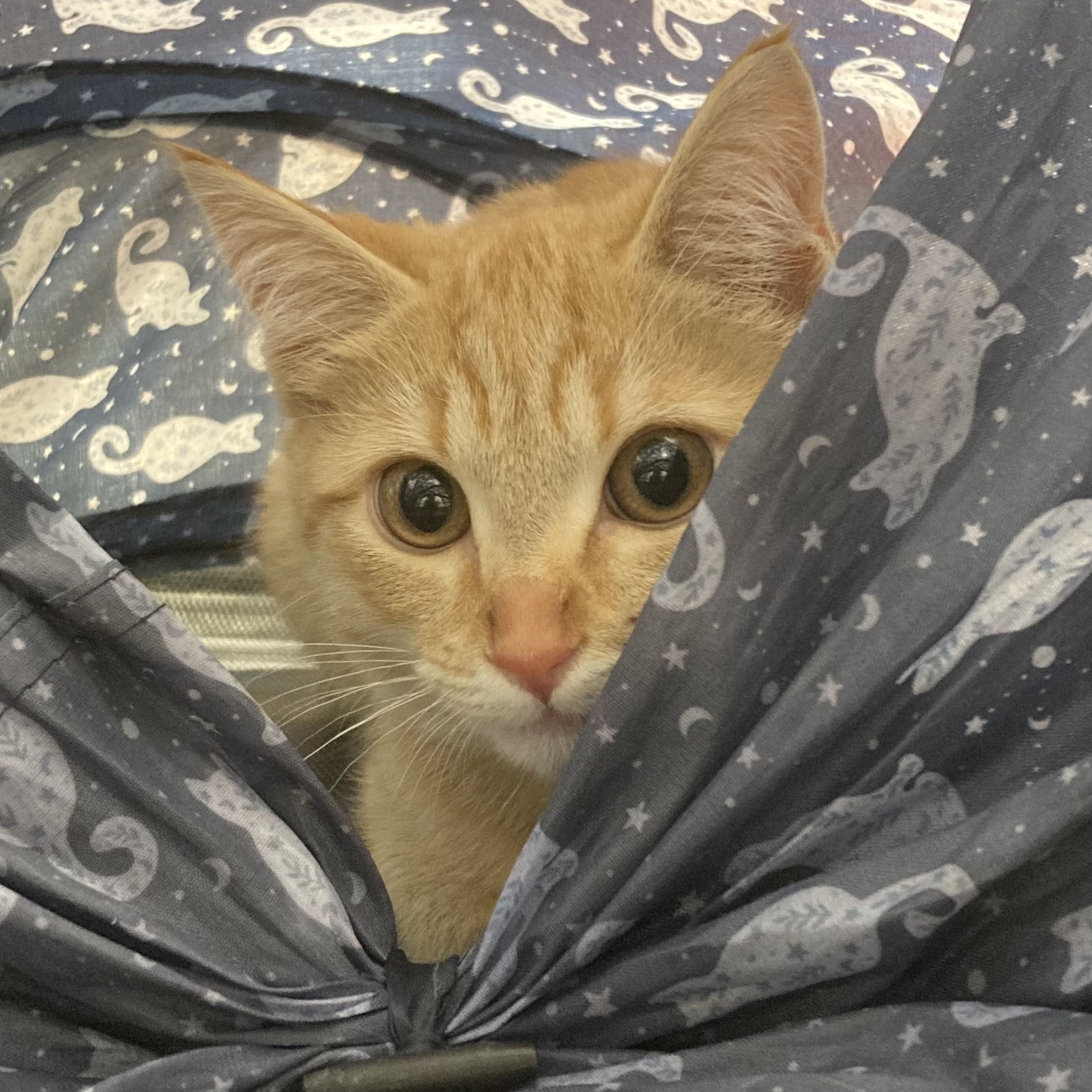 Rose, a Adoptable Tabby in Mauldin, SC image 5/5