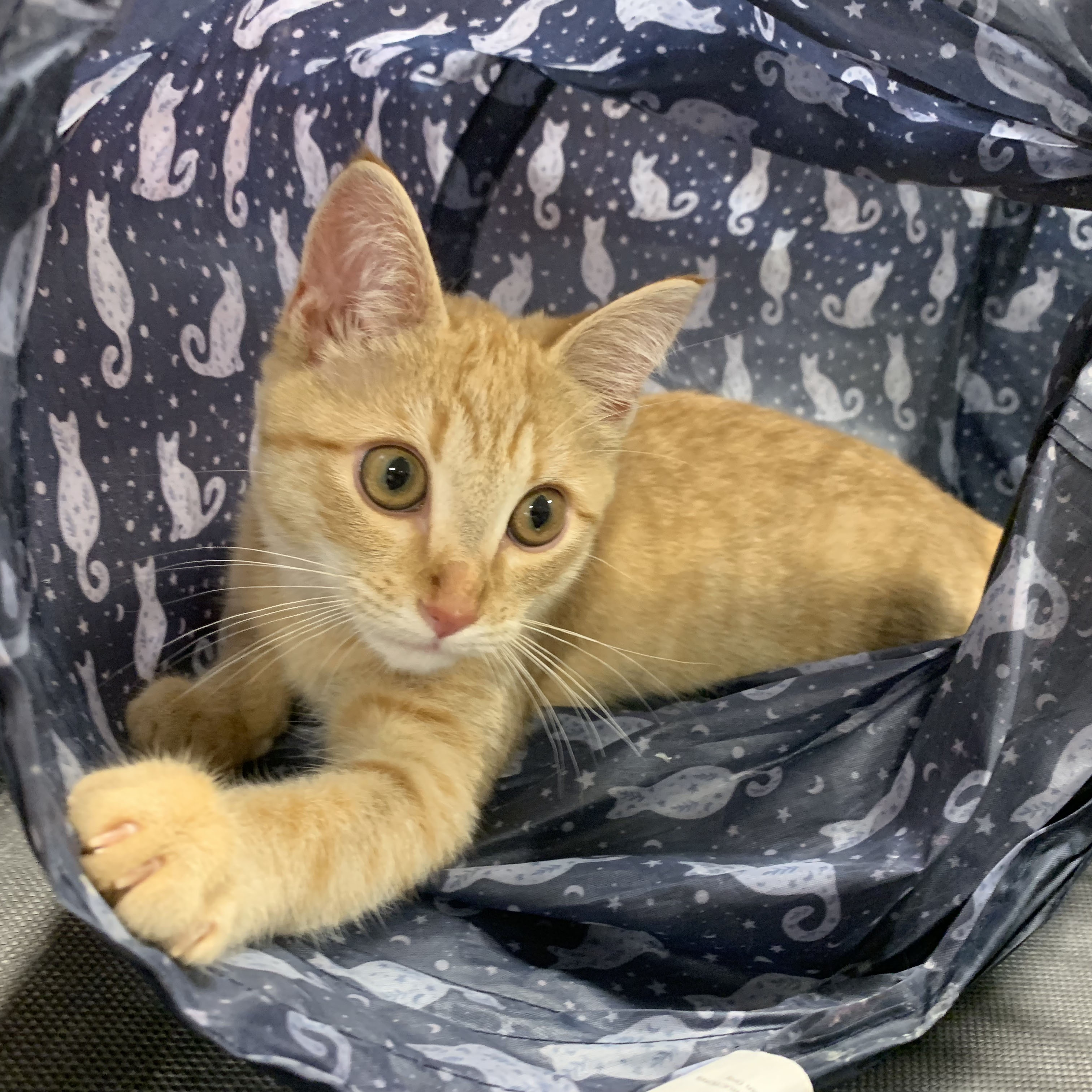 Rose, a Adoptable Tabby in Mauldin, SC image 3/5