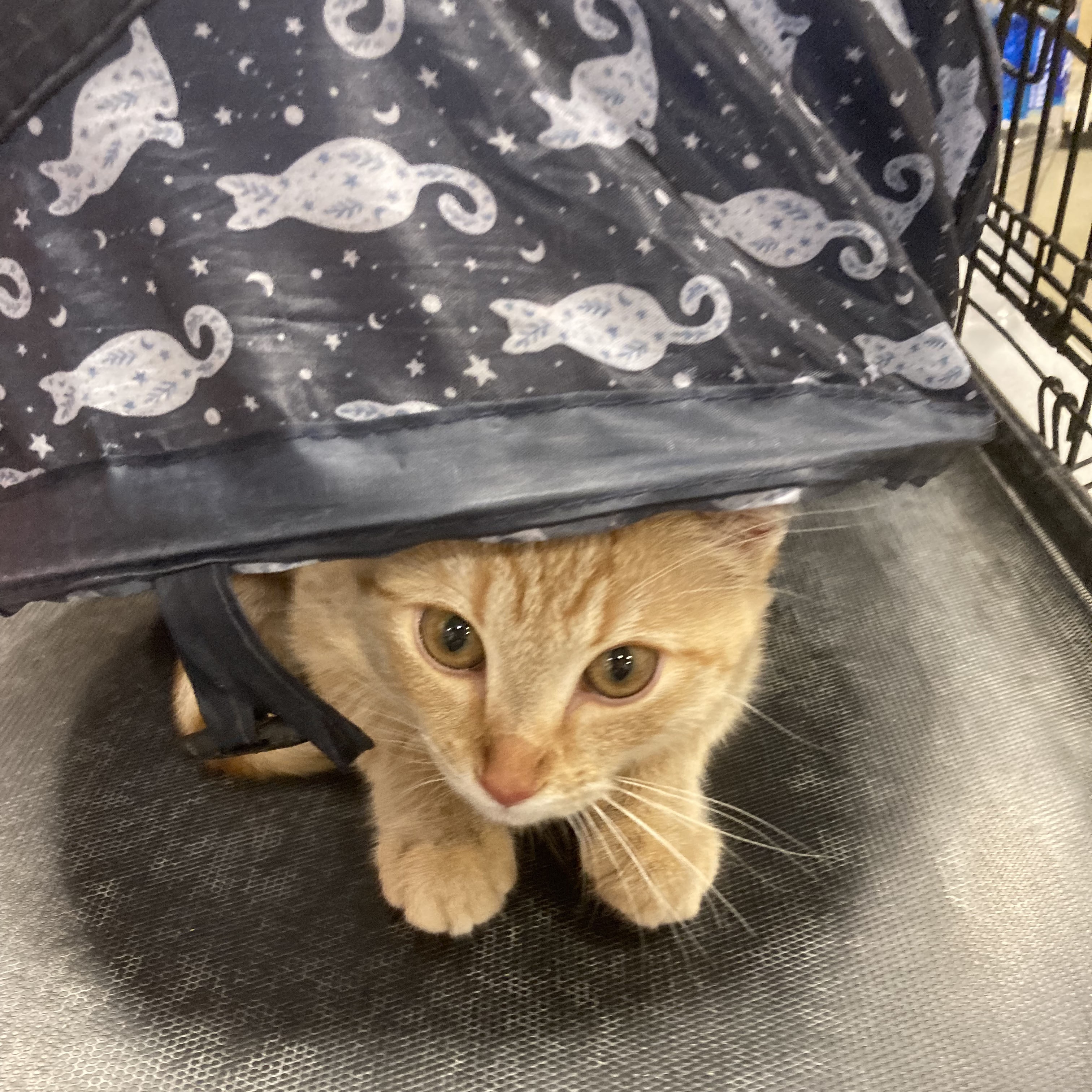 Rose, a Adoptable Tabby in Mauldin, SC image 4/5