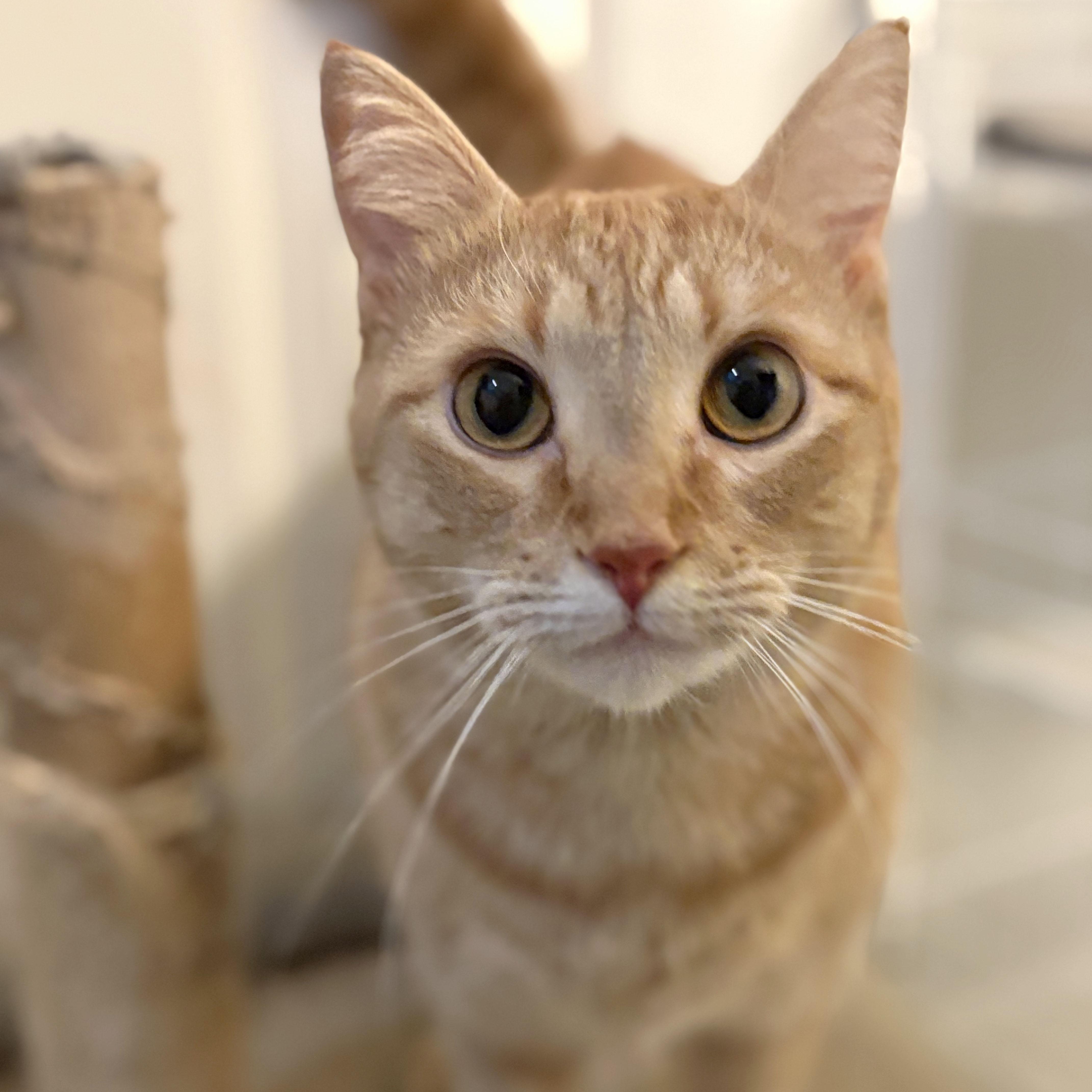 Rose, a Adoptable Tabby in Mauldin, SC image 2/5