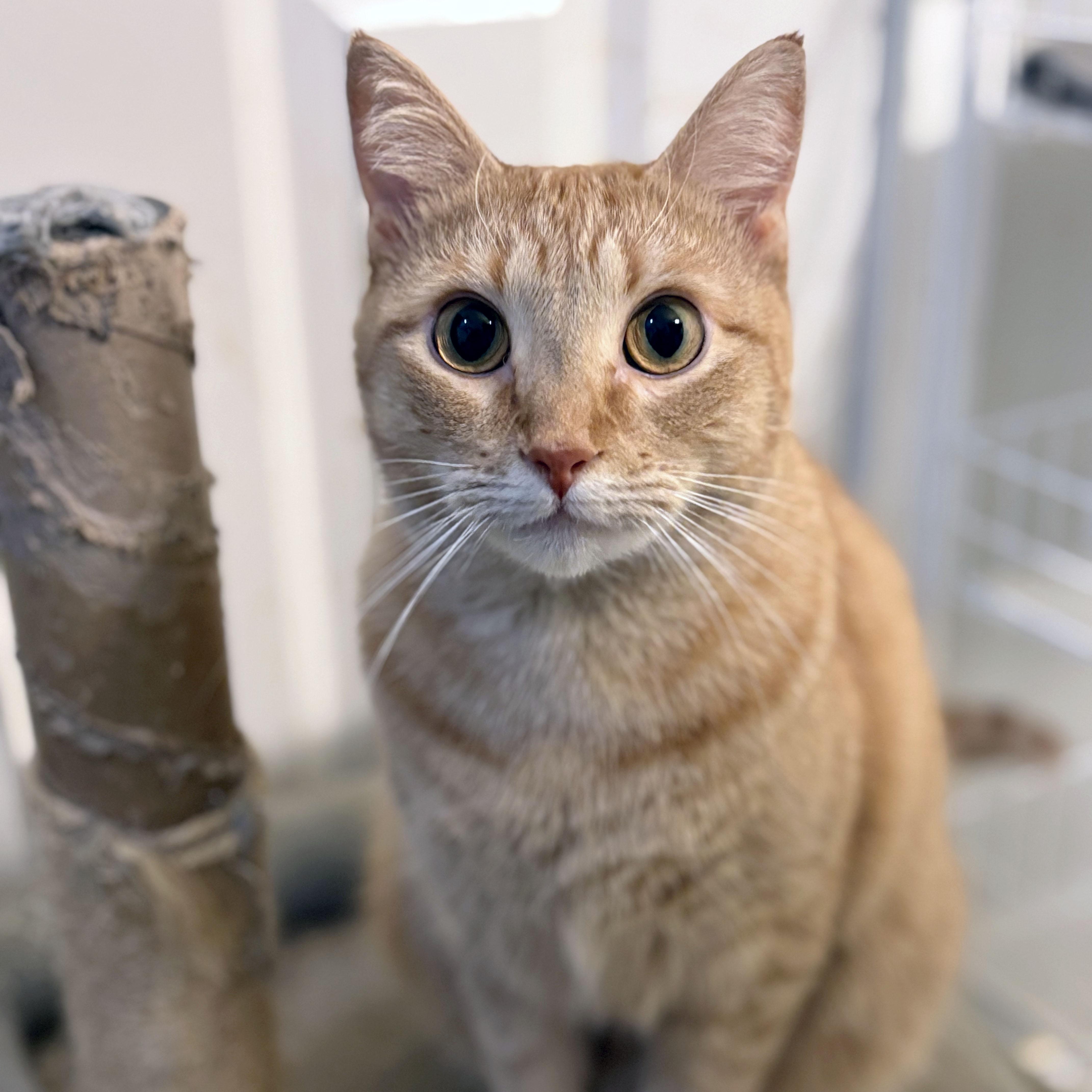 Rose, Adoptable, Young Female Tabby.