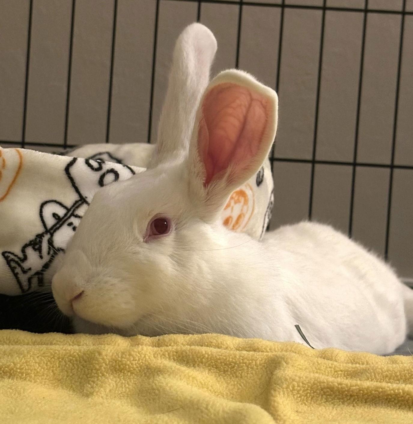 Whimbrel, Adoptable, Baby Female New Zealand.