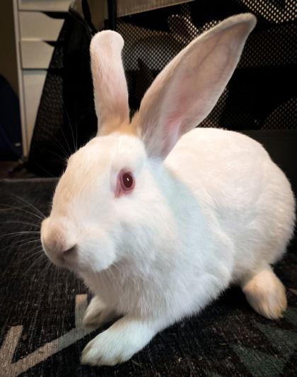 Enlarge Whimbrel, a Adoptable New Zealand in Oakland, CA image 2/2