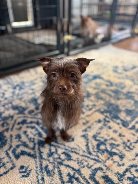 Coco, a Adoptable mixed breed in Piedmont, OK image 2/3