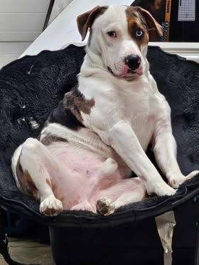 Ghost, Adoptable, Adult Male Pit Bull Terrier.