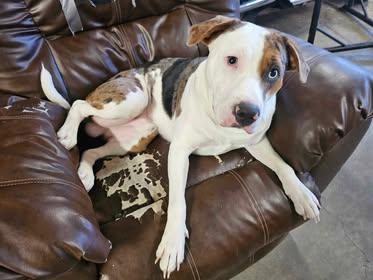 Enlarge Ghost, a Adoptable Pit Bull Terrier image 2/3