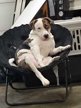 Enlarge Ghost, a Adoptable Pit Bull Terrier image 3/3