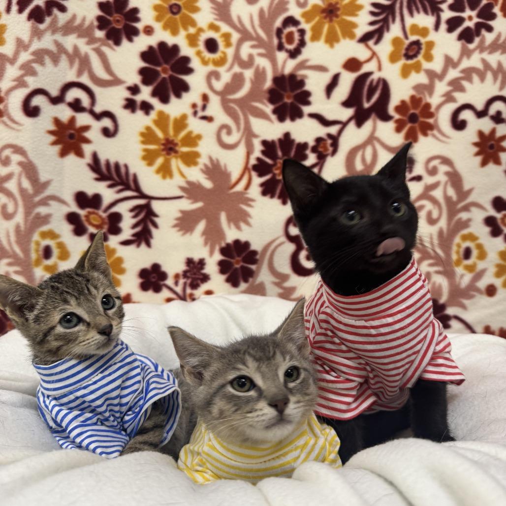 Nike, Adoptable, Kitten Male Domestic Short Hair.