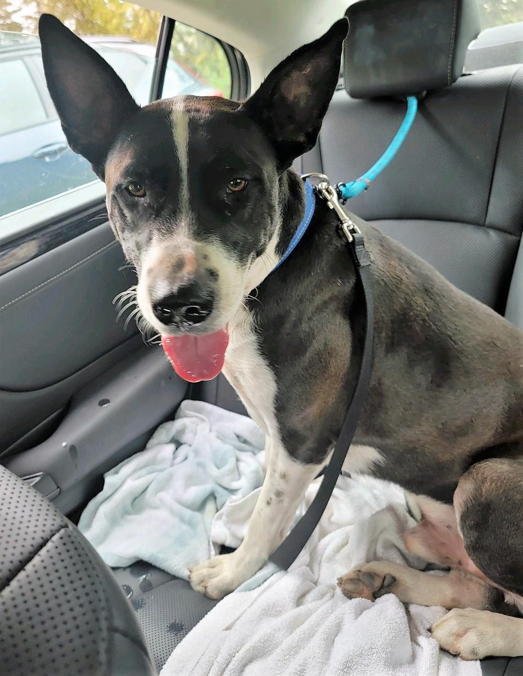 Duke, ADOPTABLE, Adult Male McNab.