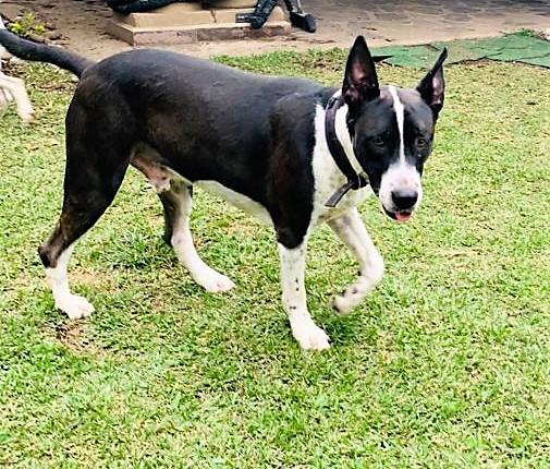 Enlarge Duke, a ADOPTABLE McNab in San Francisco, CA image 2/2