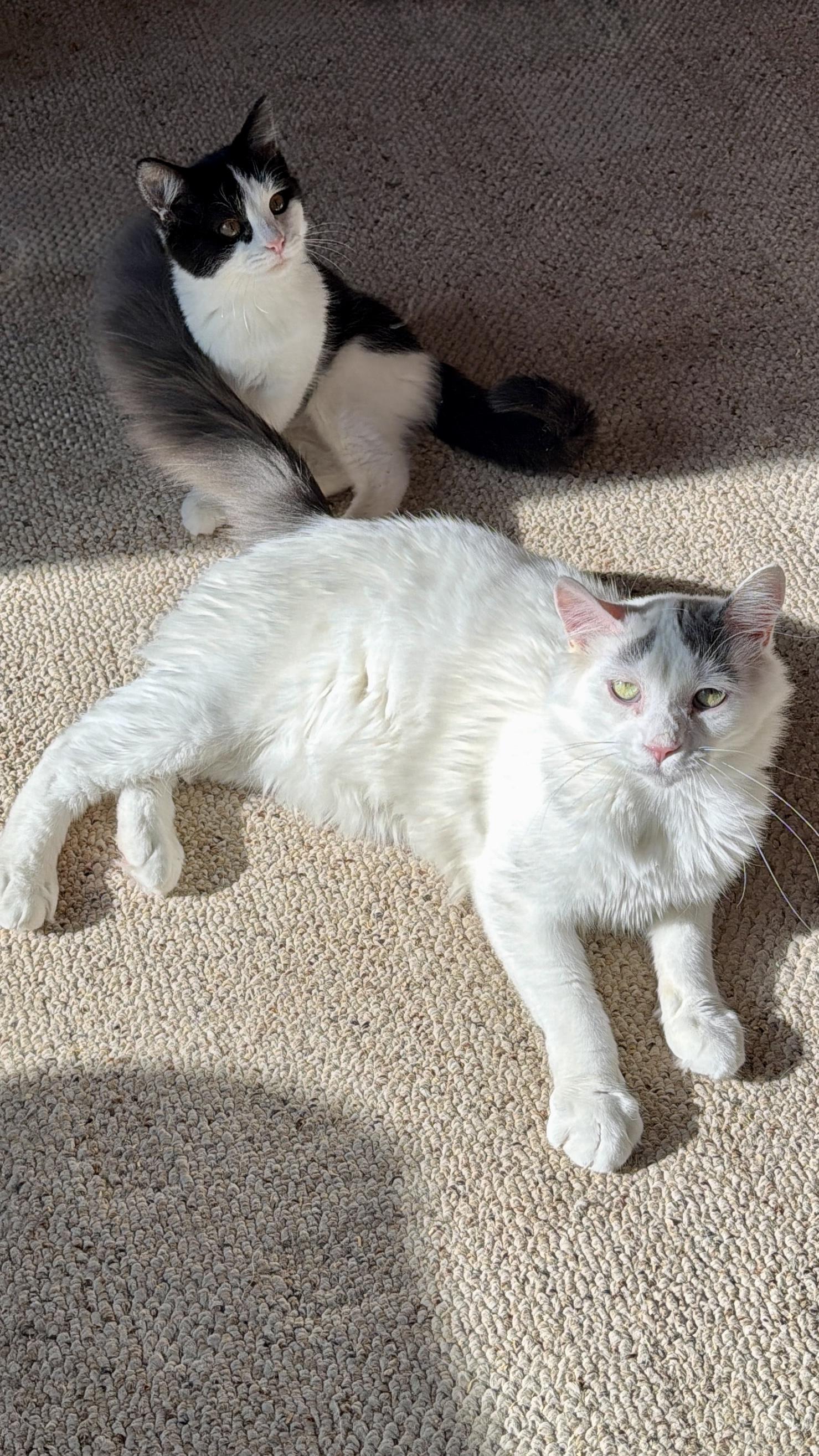 Enlarge River, an adoptable Domestic Medium Hair in Sedalia, MO image 3/5