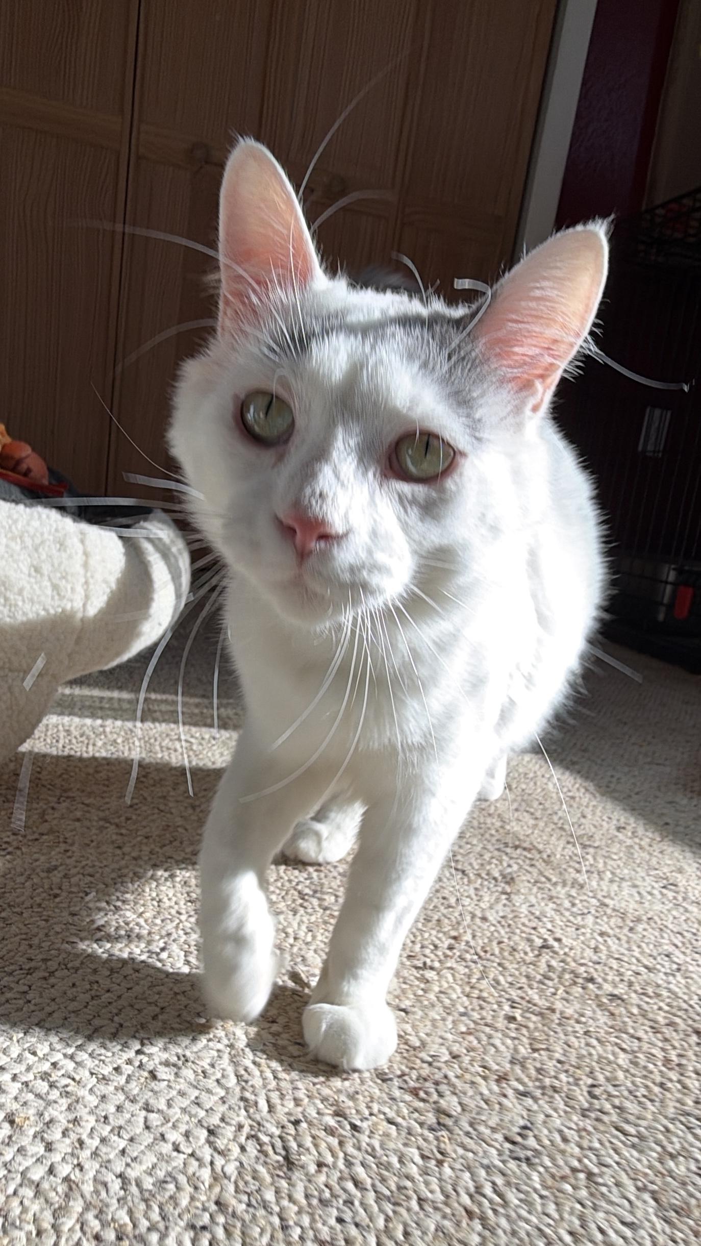 Enlarge River, an adoptable Domestic Medium Hair in Sedalia, MO image 4/5