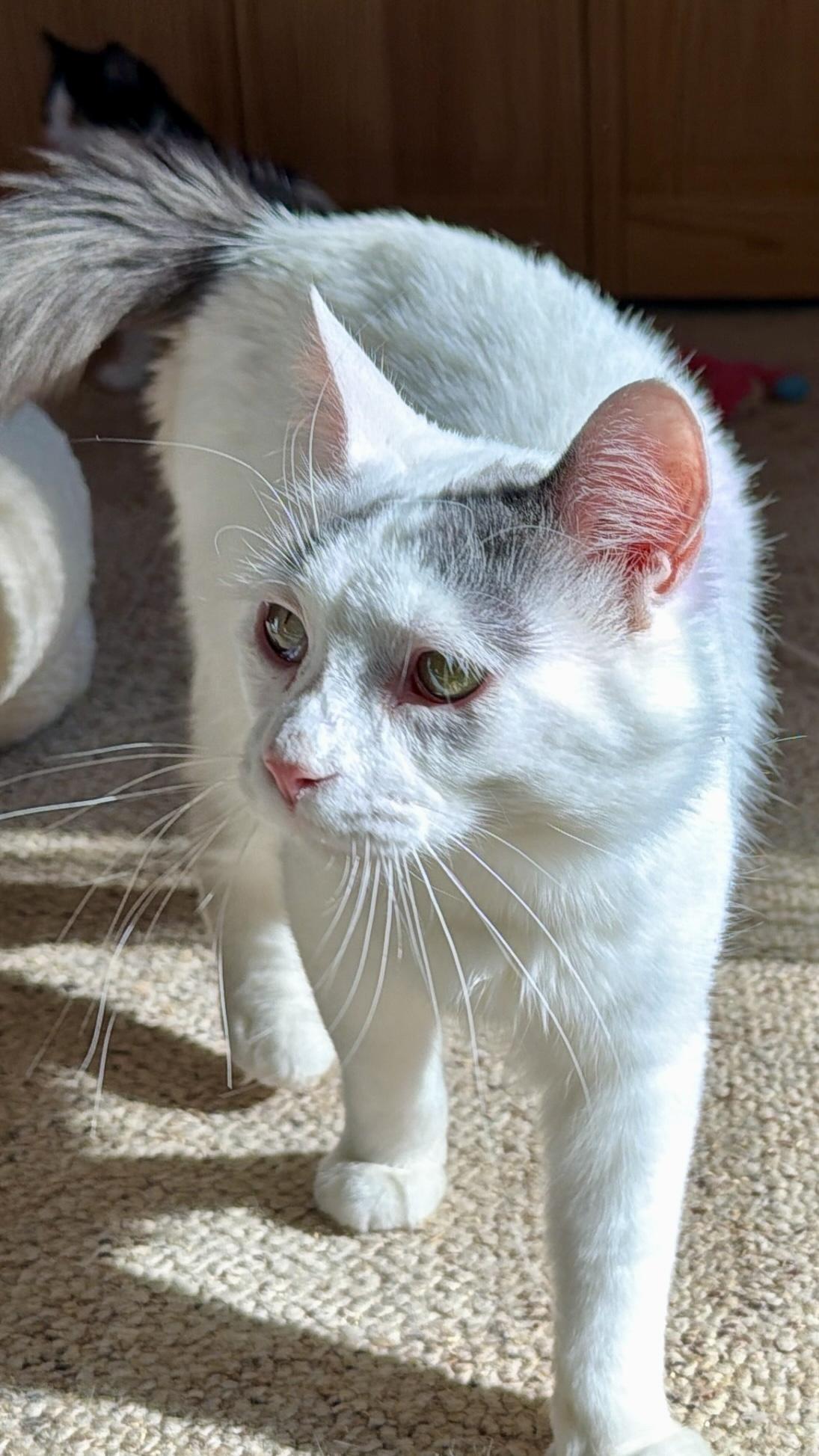 Enlarge River, an adoptable Domestic Medium Hair in Sedalia, MO image 5/5