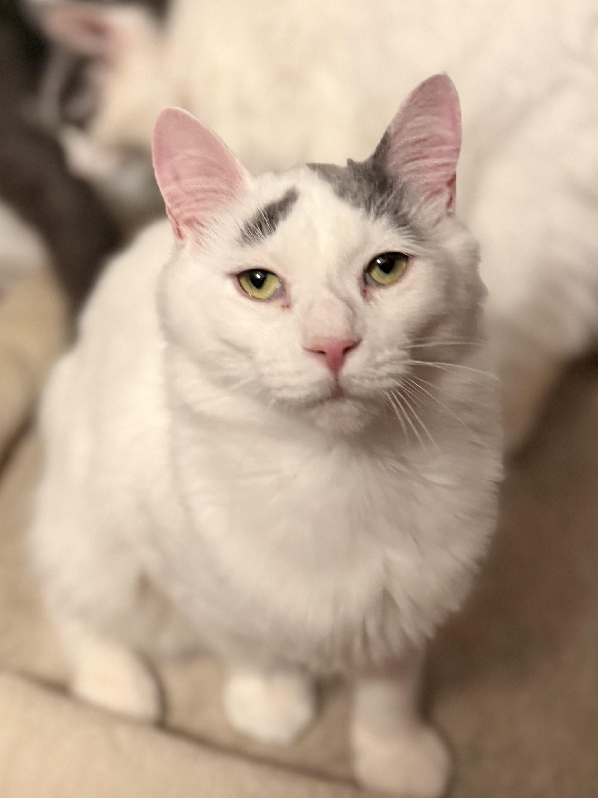 Enlarge River, an adoptable Domestic Medium Hair in Sedalia, MO image 2/5