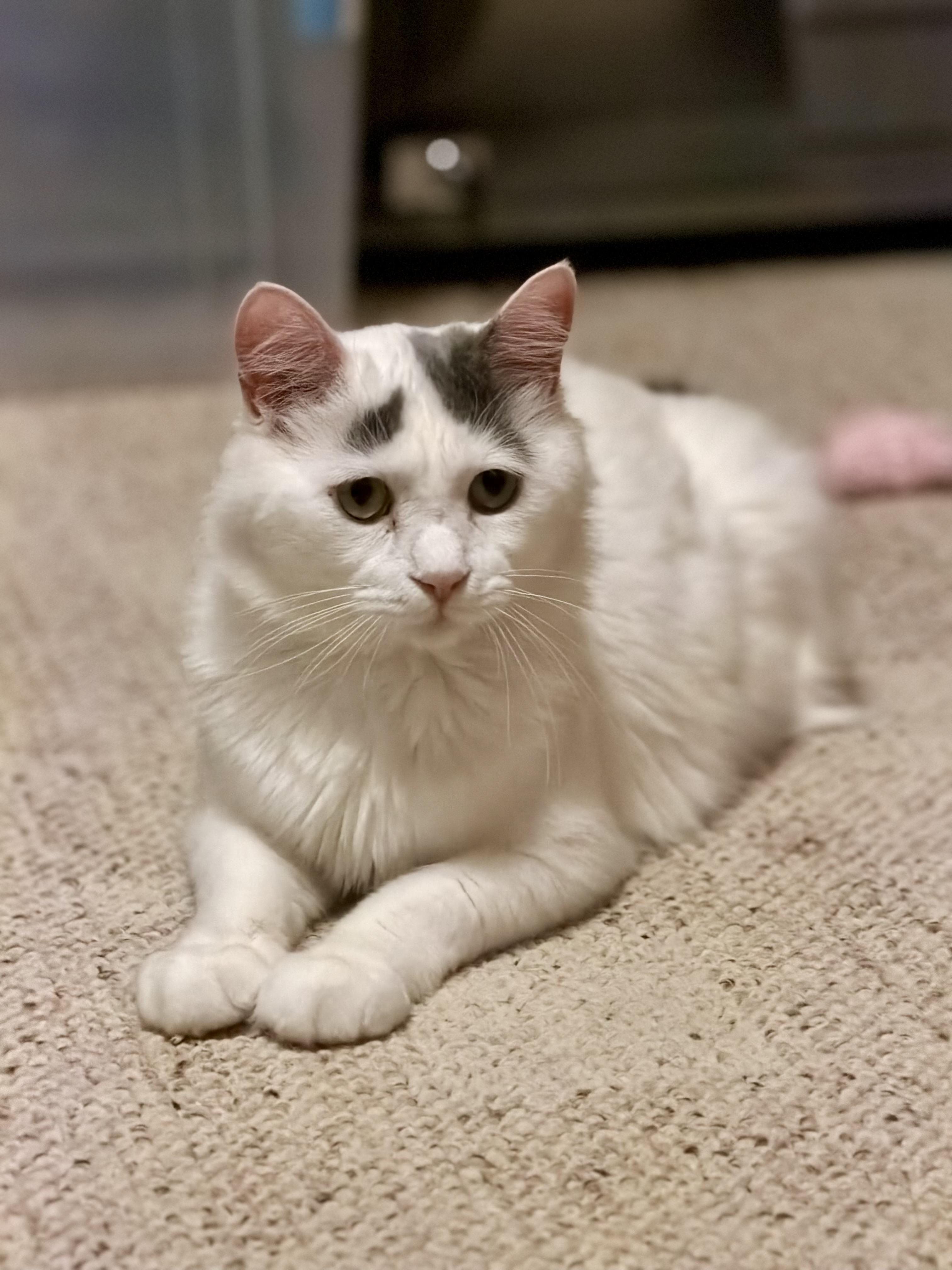 River, adoptable, Young Male Domestic Medium Hair.