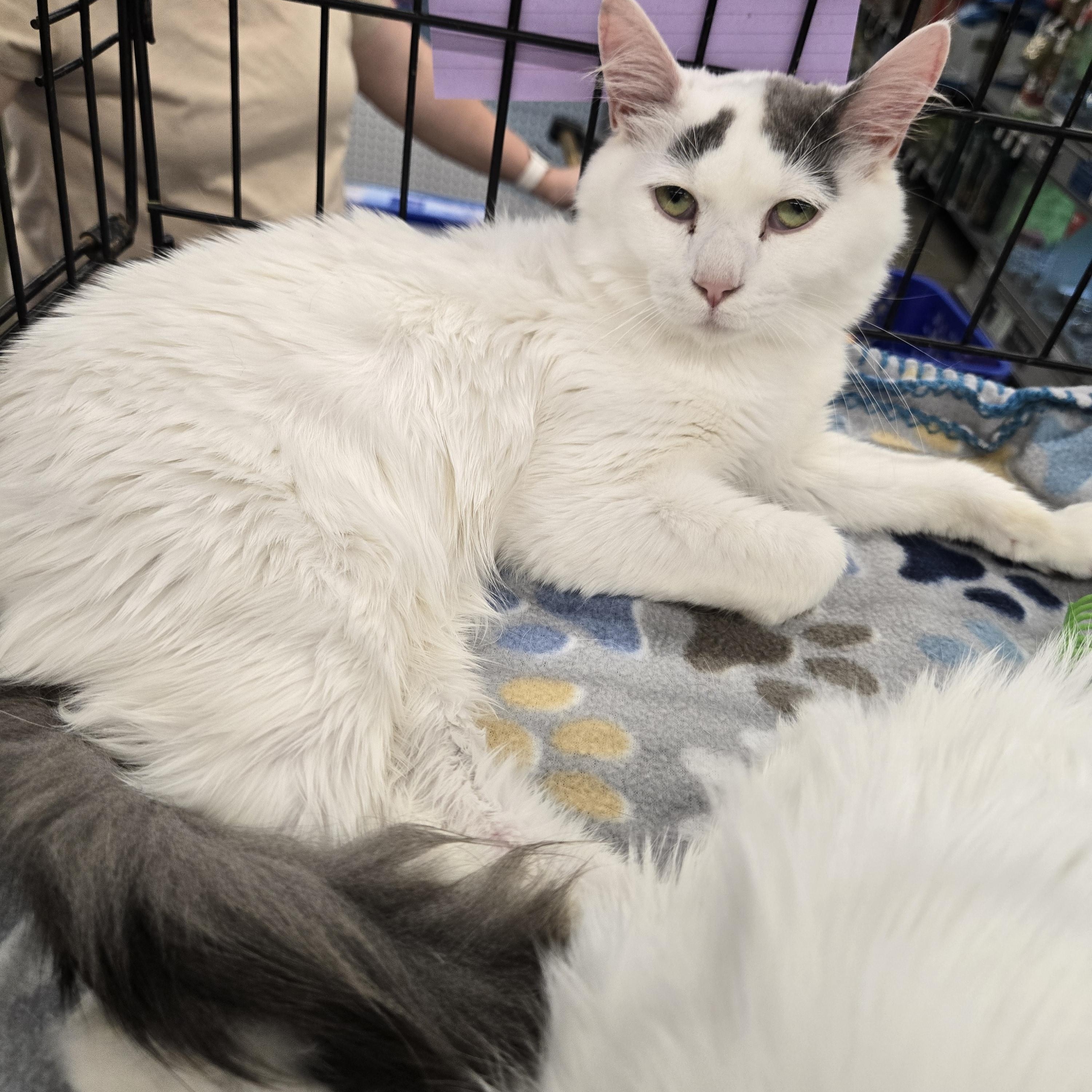 Enlarge River, an adoptable Domestic Medium Hair in Sedalia, MO image 1/1