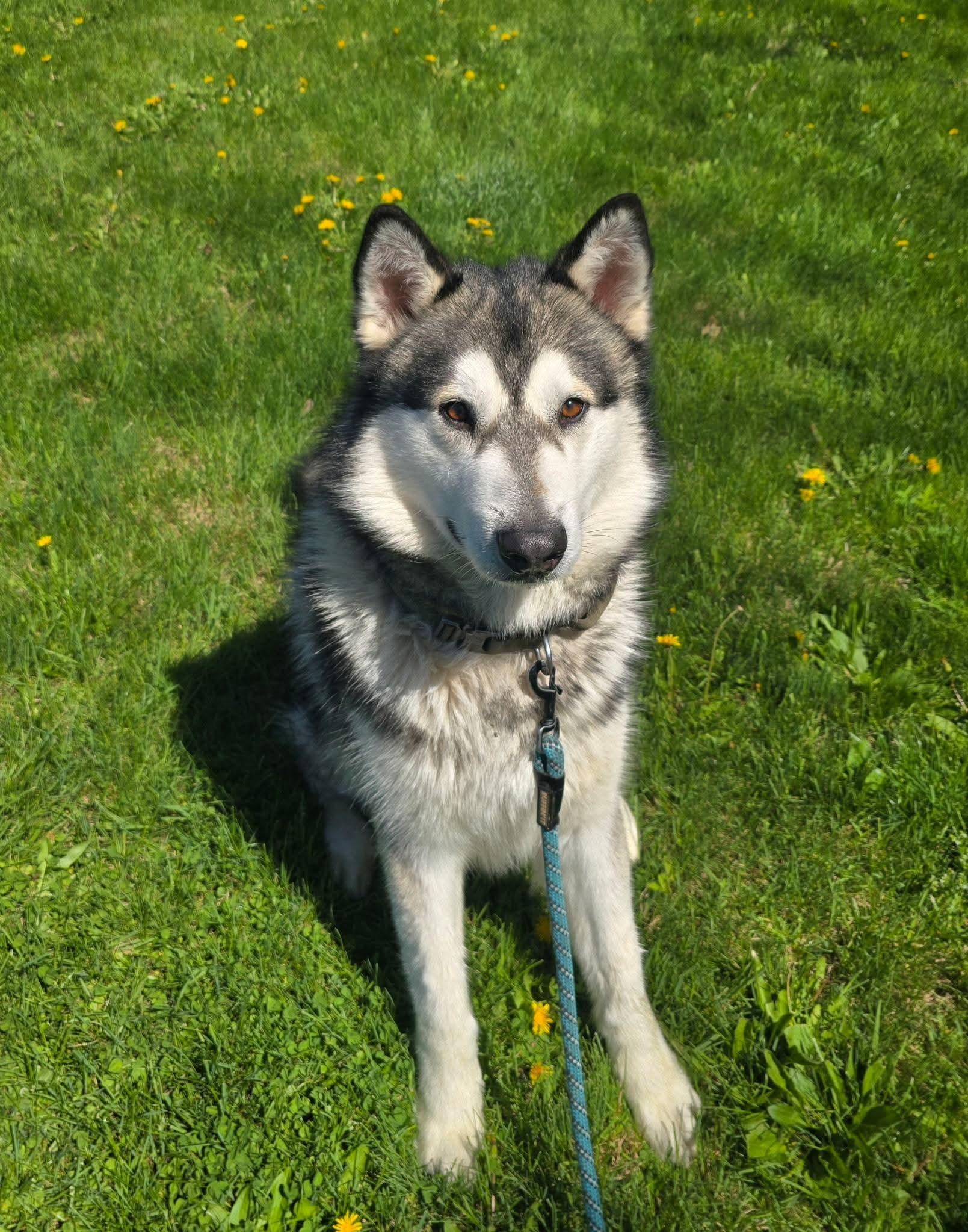Enlarge Hickory, a ADOPTABLE Alaskan Malamute in Gaithersburg, MD image 2/3