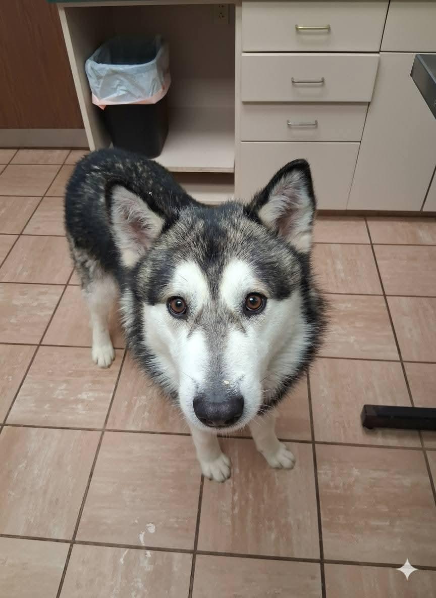 Enlarge Hickory, a ADOPTABLE Alaskan Malamute in Gaithersburg, MD image 3/3