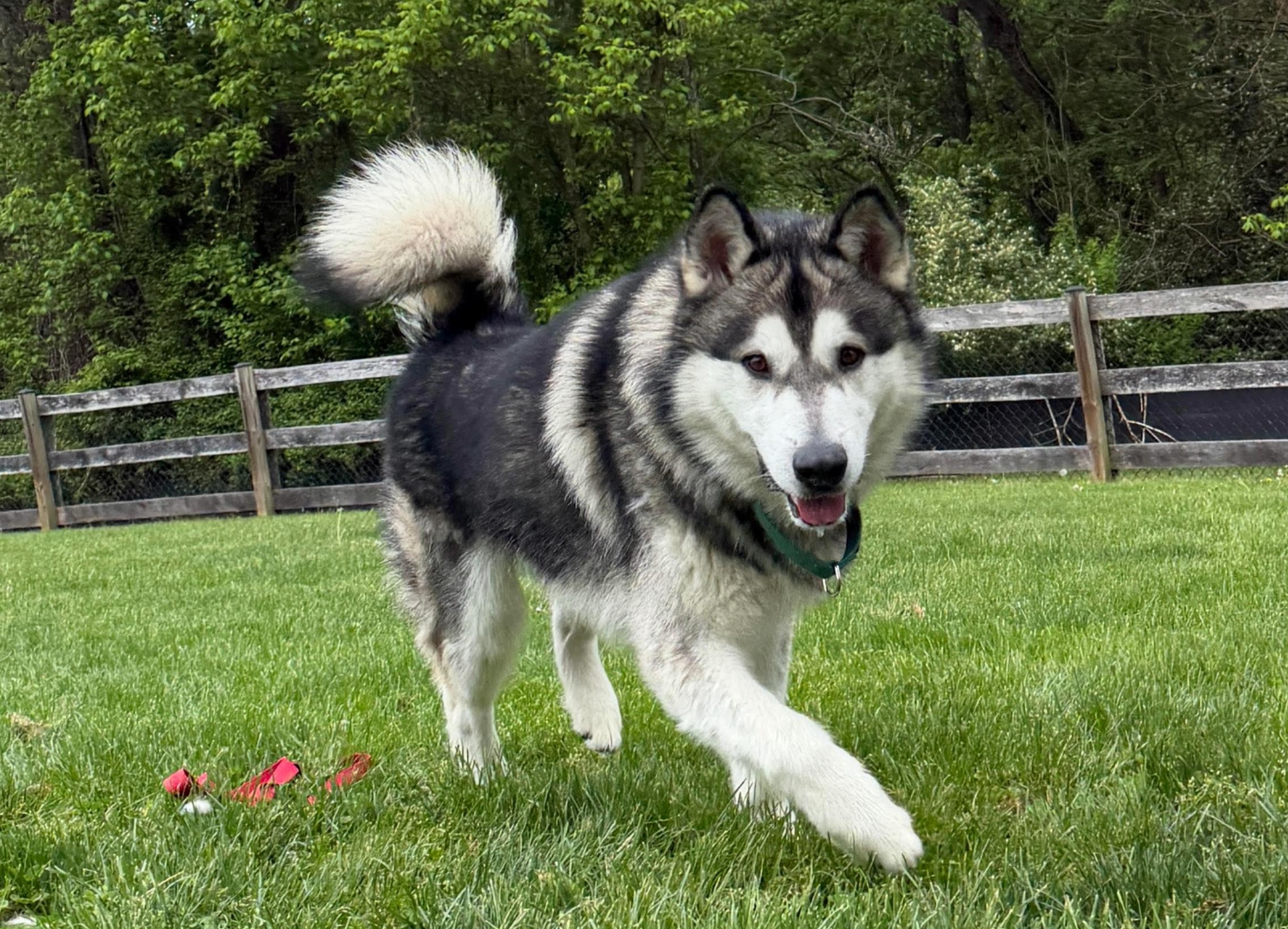 Enlarge Hickory, a ADOPTABLE Alaskan Malamute in Gaithersburg, MD image 1/3