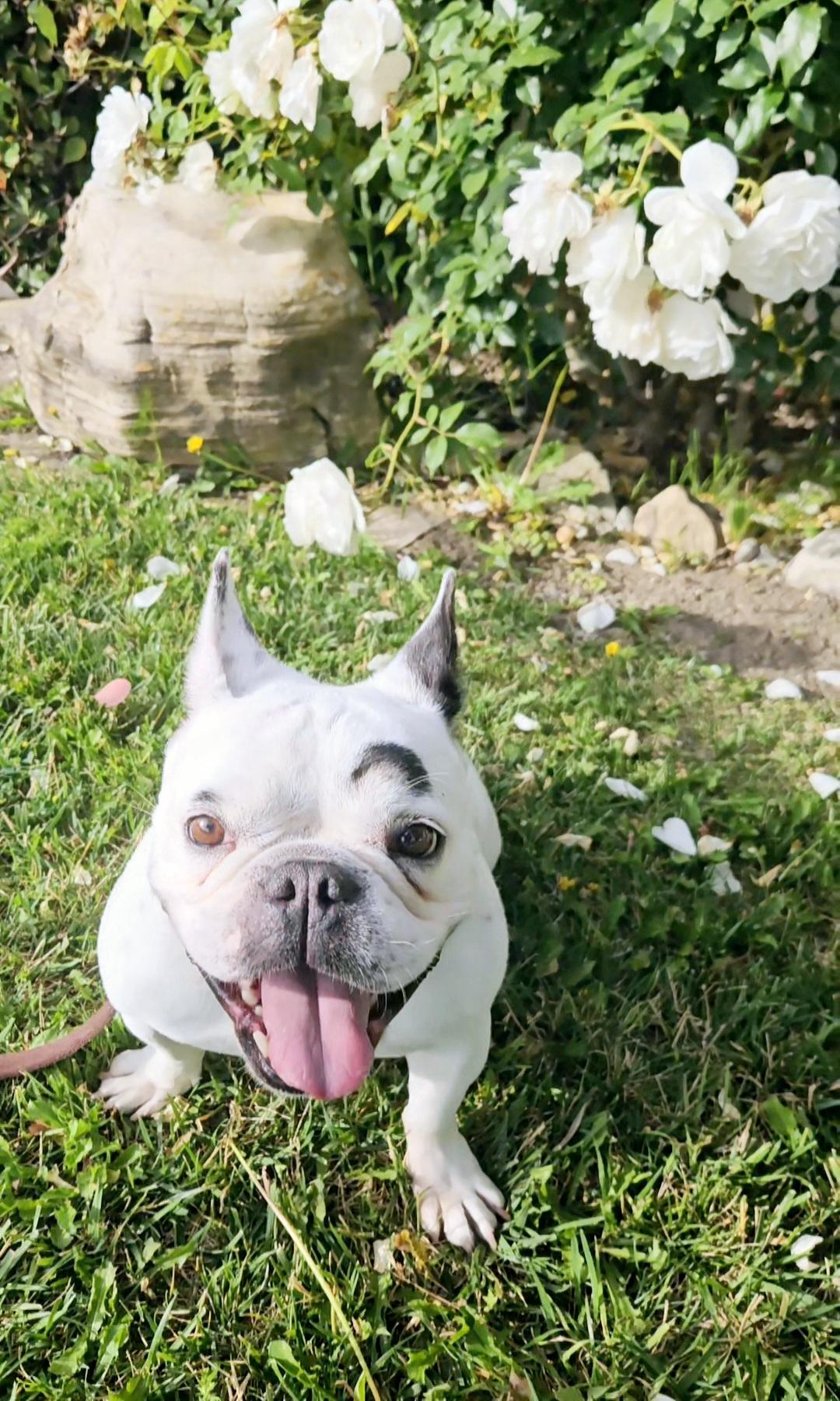 Sugar Ally #frenchie