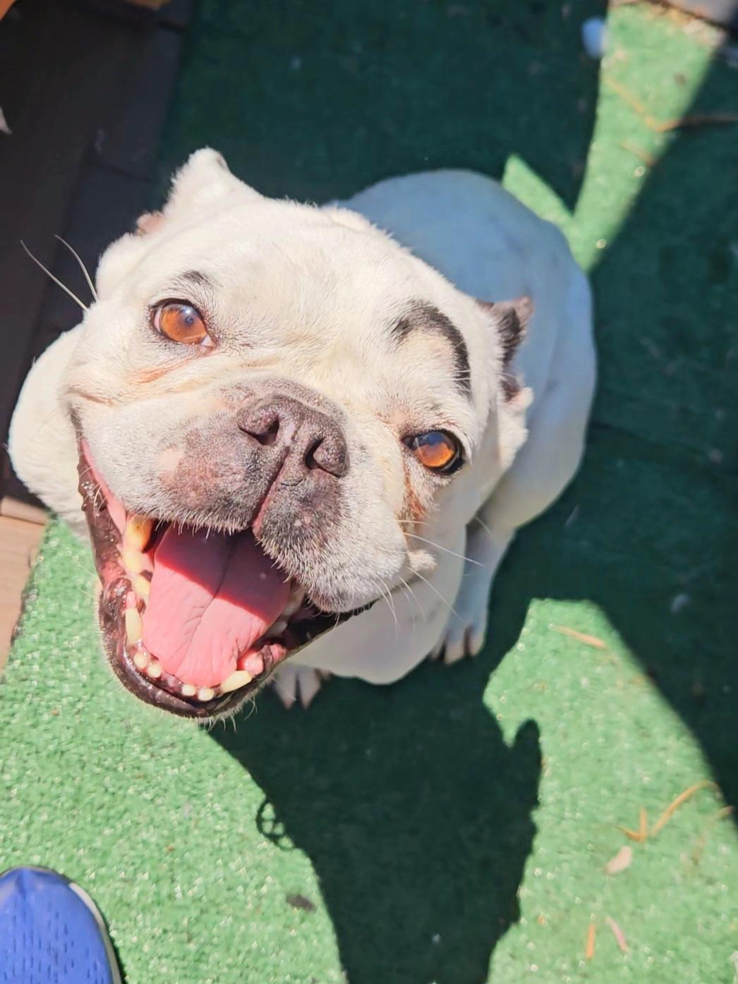 Enlarge Sugar Ally #frenchie, a Adoptable French Bulldog in San Pedro, CA image 3/4