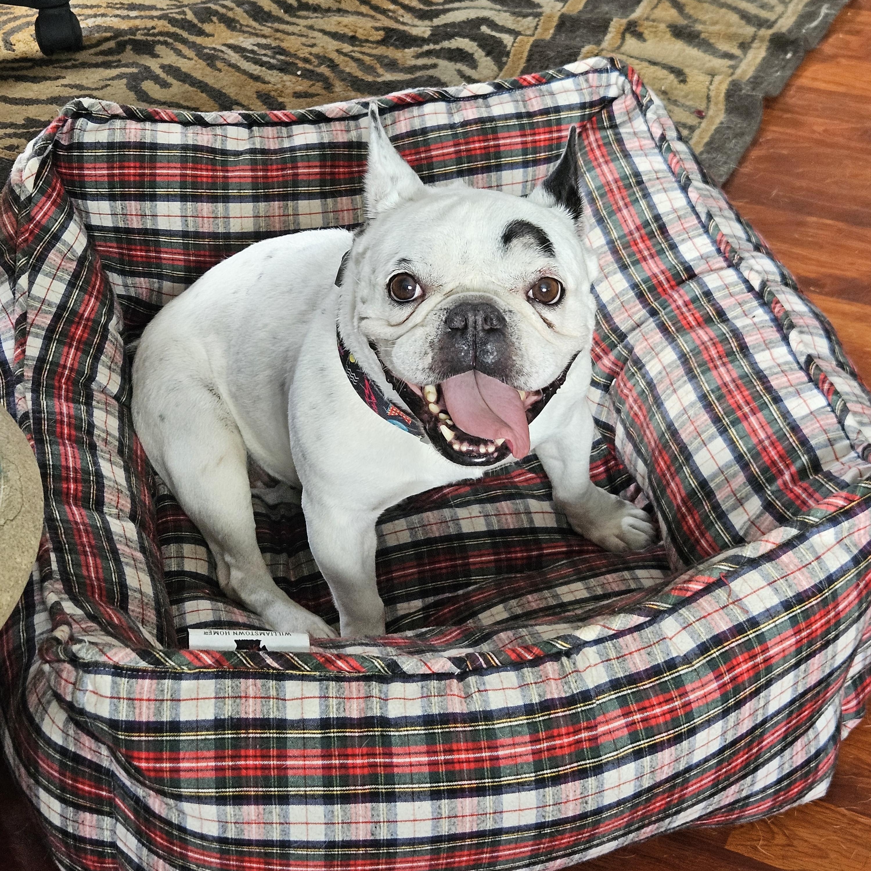 Enlarge Sugar Ally #frenchie, a Adoptable French Bulldog in San Pedro, CA image 1/4