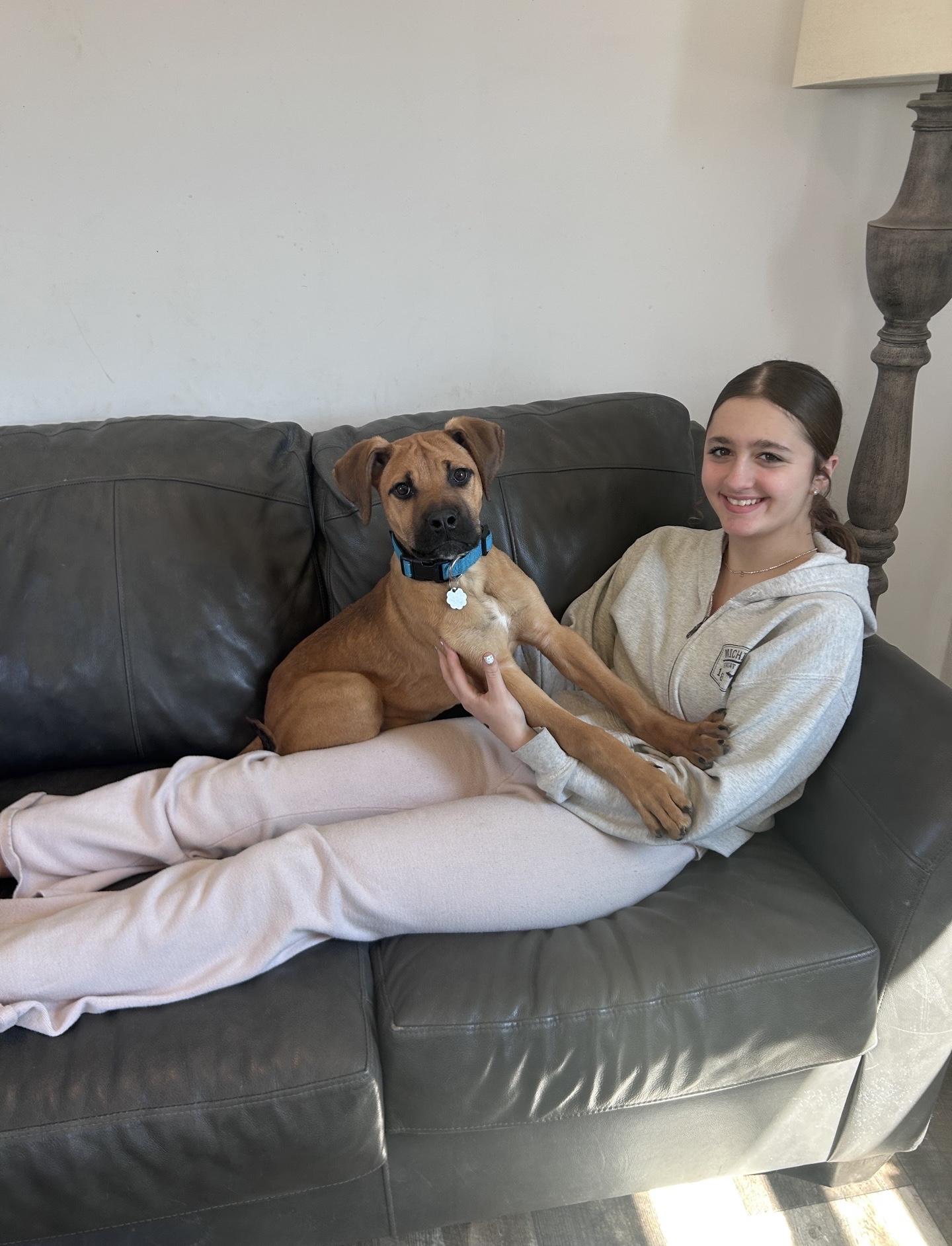 Enlarge Mario, an adopted mixed breed in Oxford, MI image 6/6