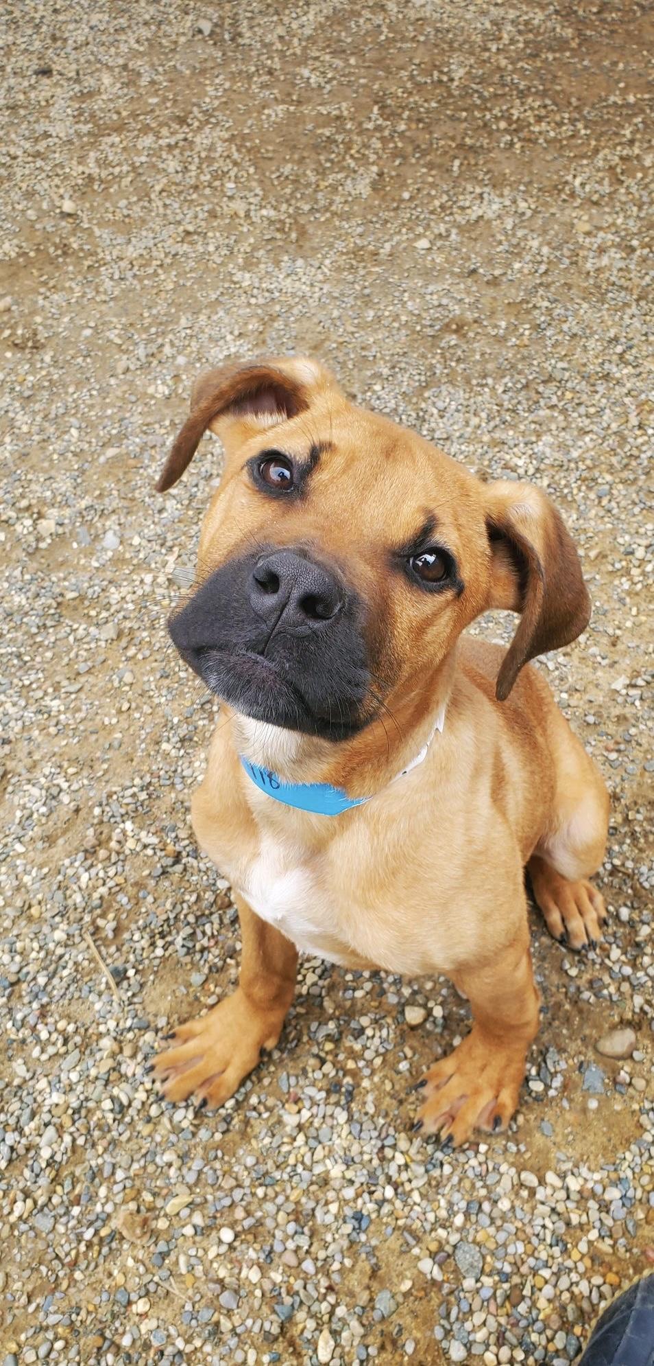 Enlarge Mario, an adopted mixed breed in Oxford, MI image 4/6