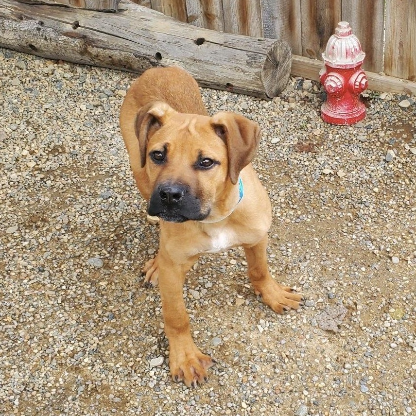 Enlarge Mario, an adopted mixed breed in Oxford, MI image 3/6