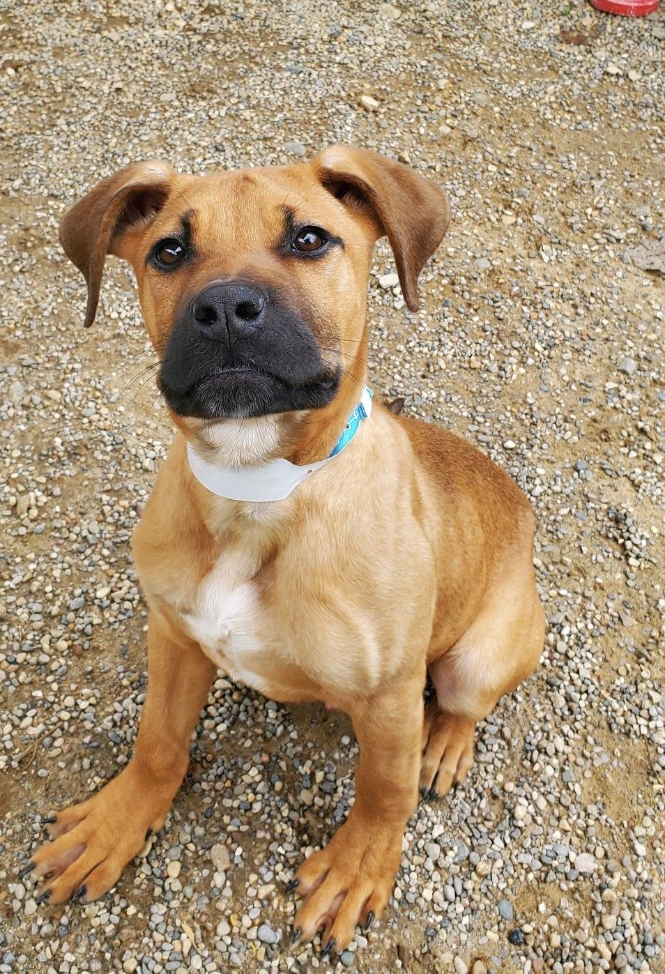 Enlarge Mario, an adopted mixed breed in Oxford, MI image 2/6