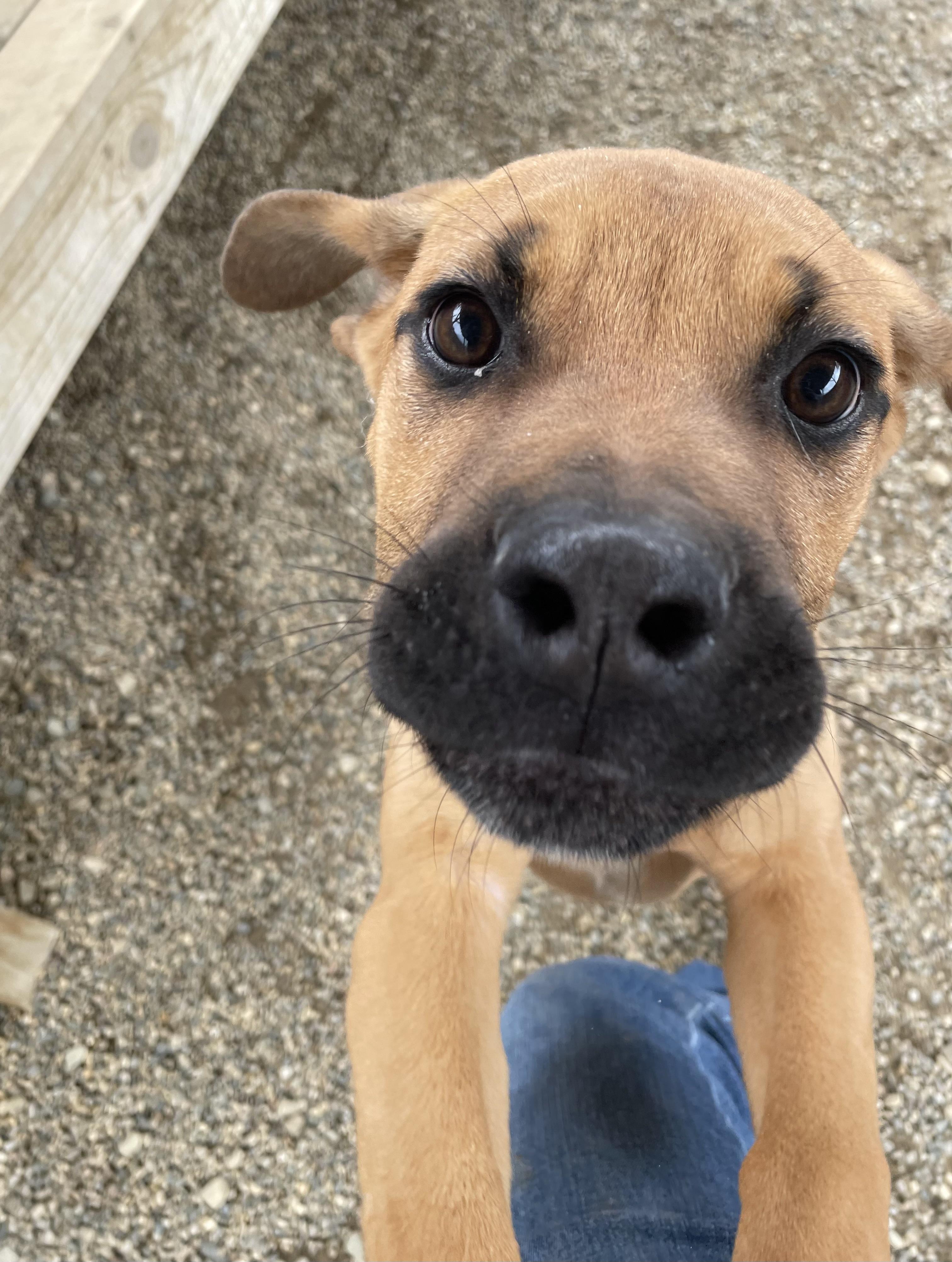 Enlarge Mario, an adopted mixed breed in Oxford, MI image 1/6