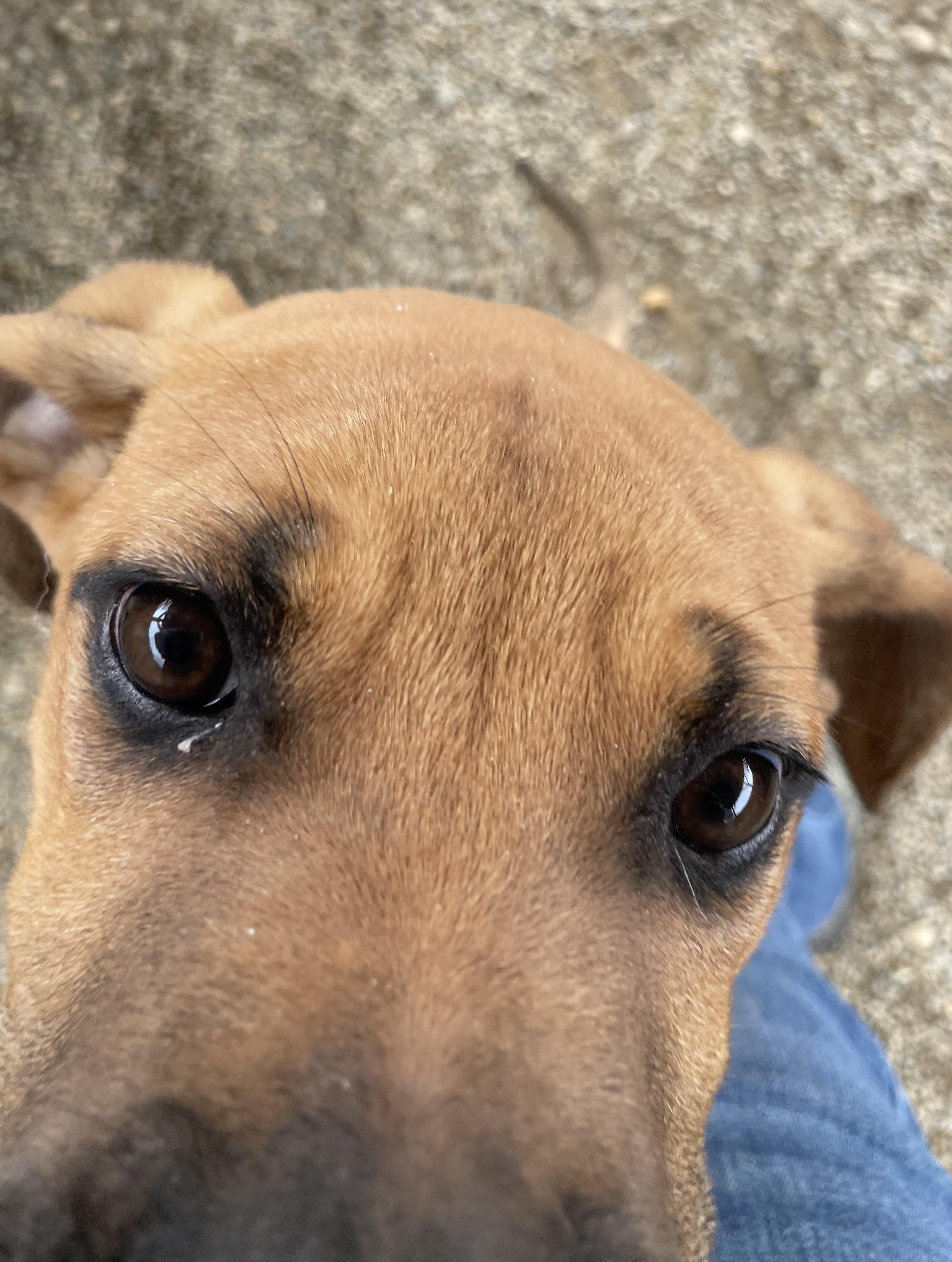 Enlarge Mario, an adopted mixed breed in Oxford, MI image 5/6
