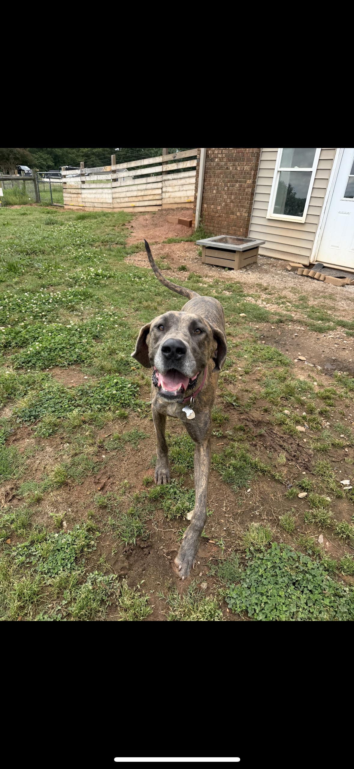 Chloe, ADOPTABLE, Adult Female Great Dane.